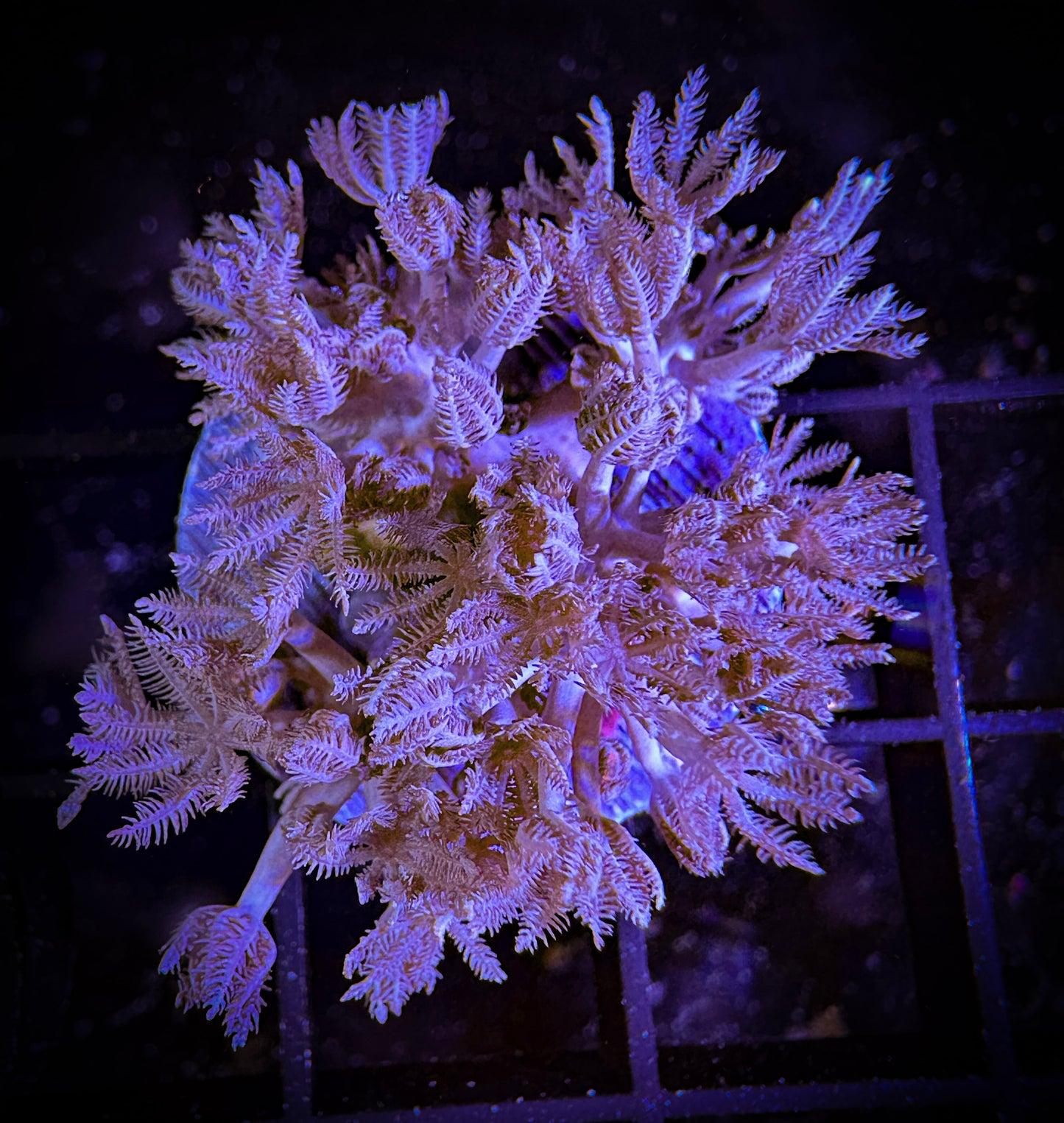 WYSIWYG Red Sea Pulsating Xenia 14B1