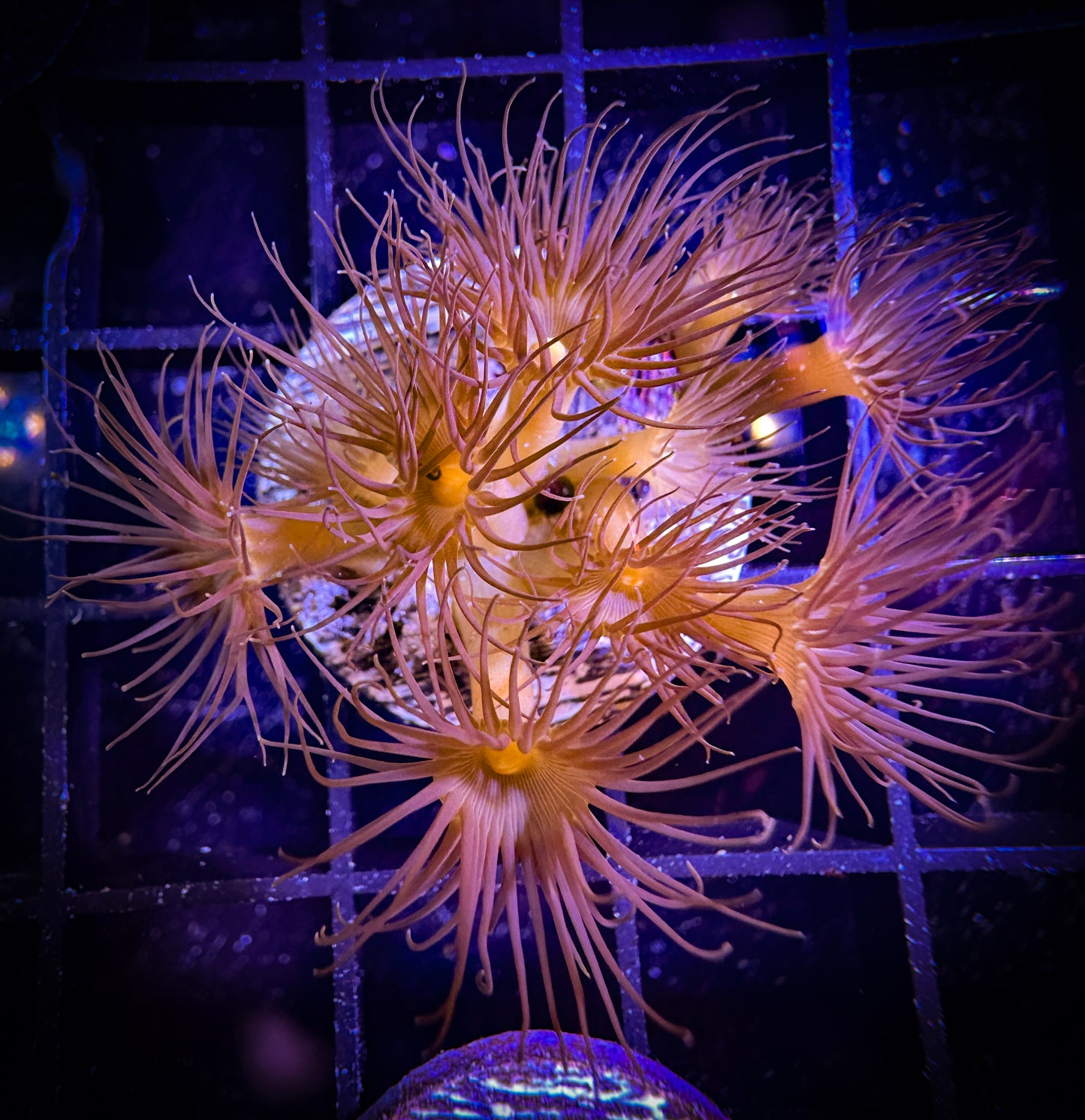 WYSIWYG Yellow Parazoanthus Polyps 14B2