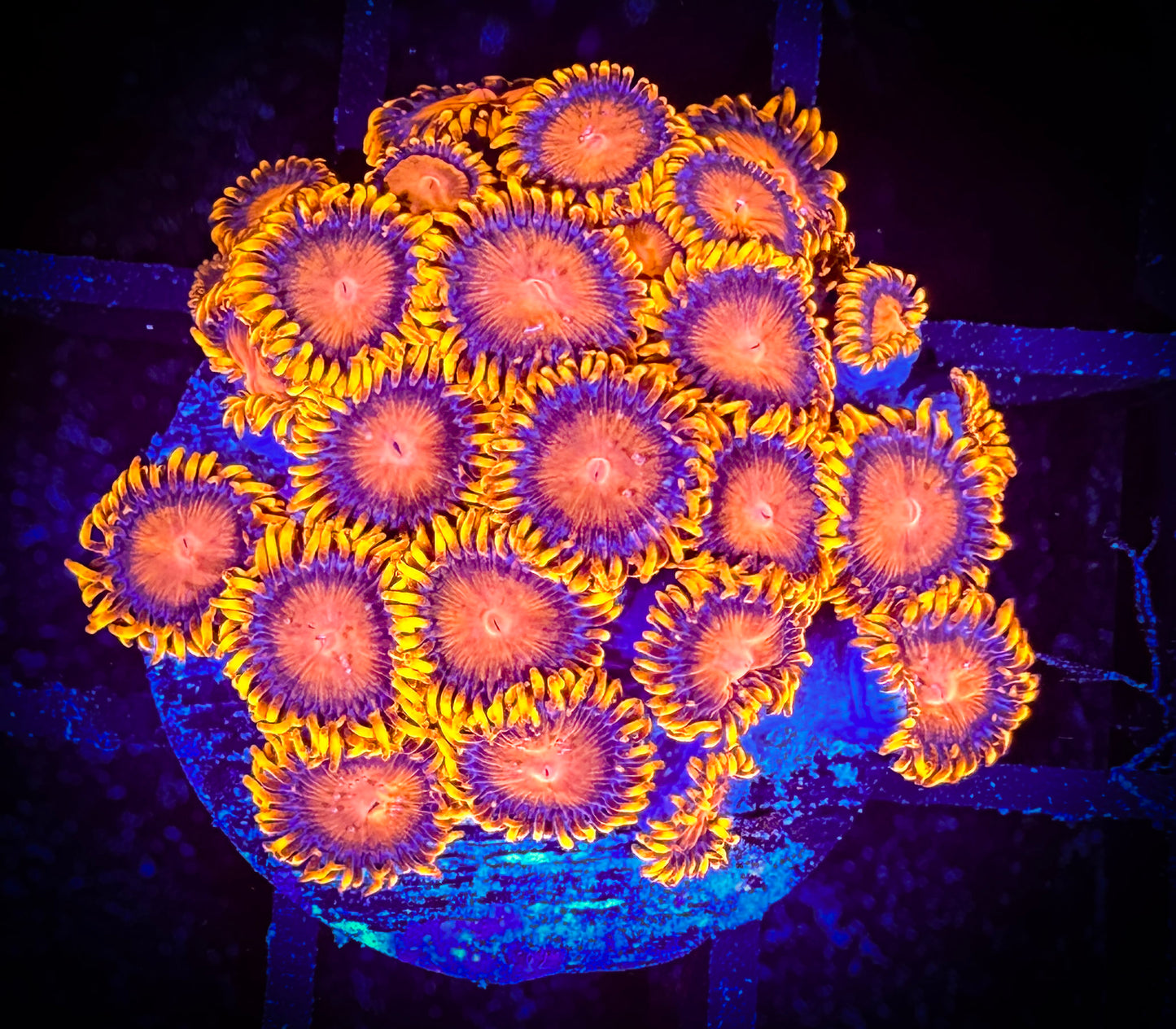 WYSIWYG Bam Bams Zoanthids Large Frag 14B3