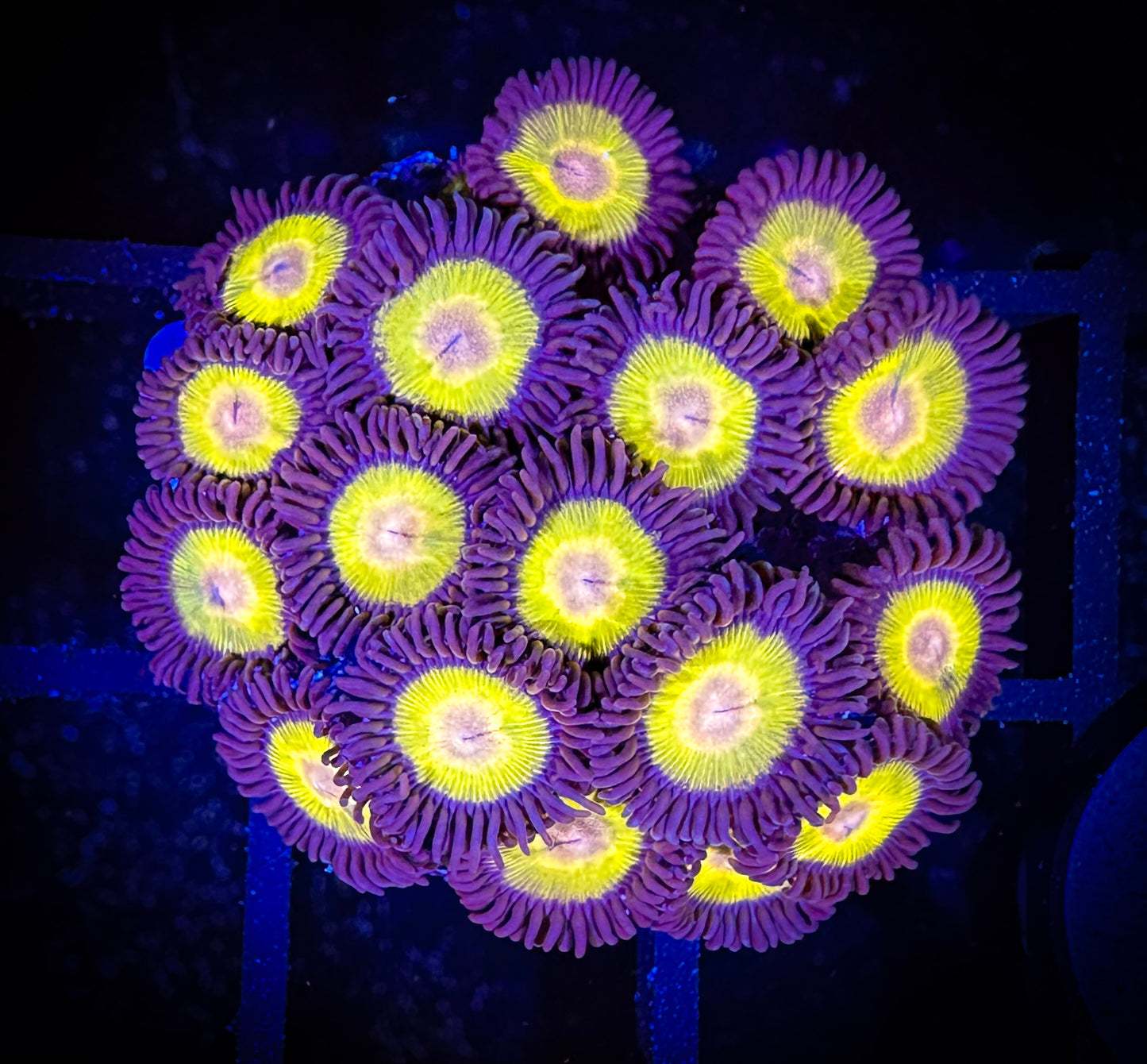 WYSIWYG Yellow Belly Zoanthids Frag 07B3