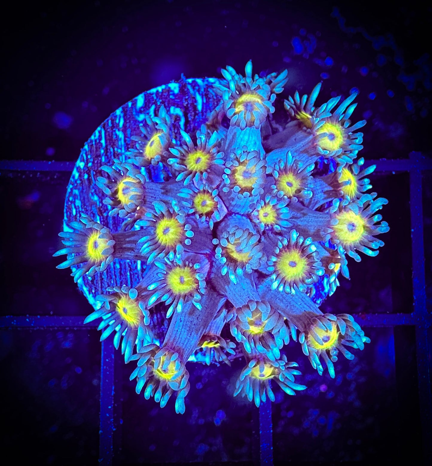 WYSIWYG Felicia Daisy Goniopoa 14C1
