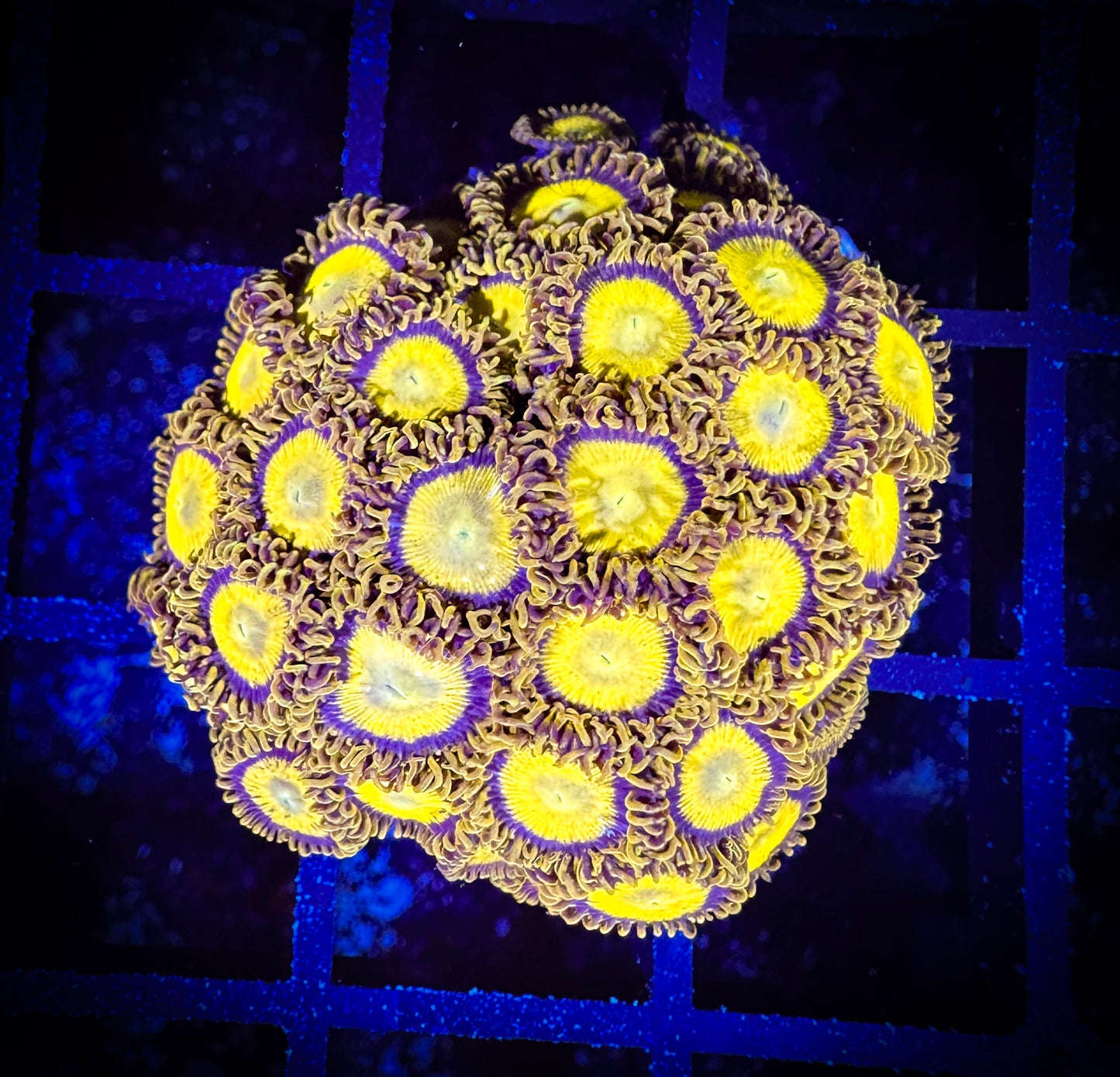 WYSIWYG King Midas Zoanthids Colony 14C2