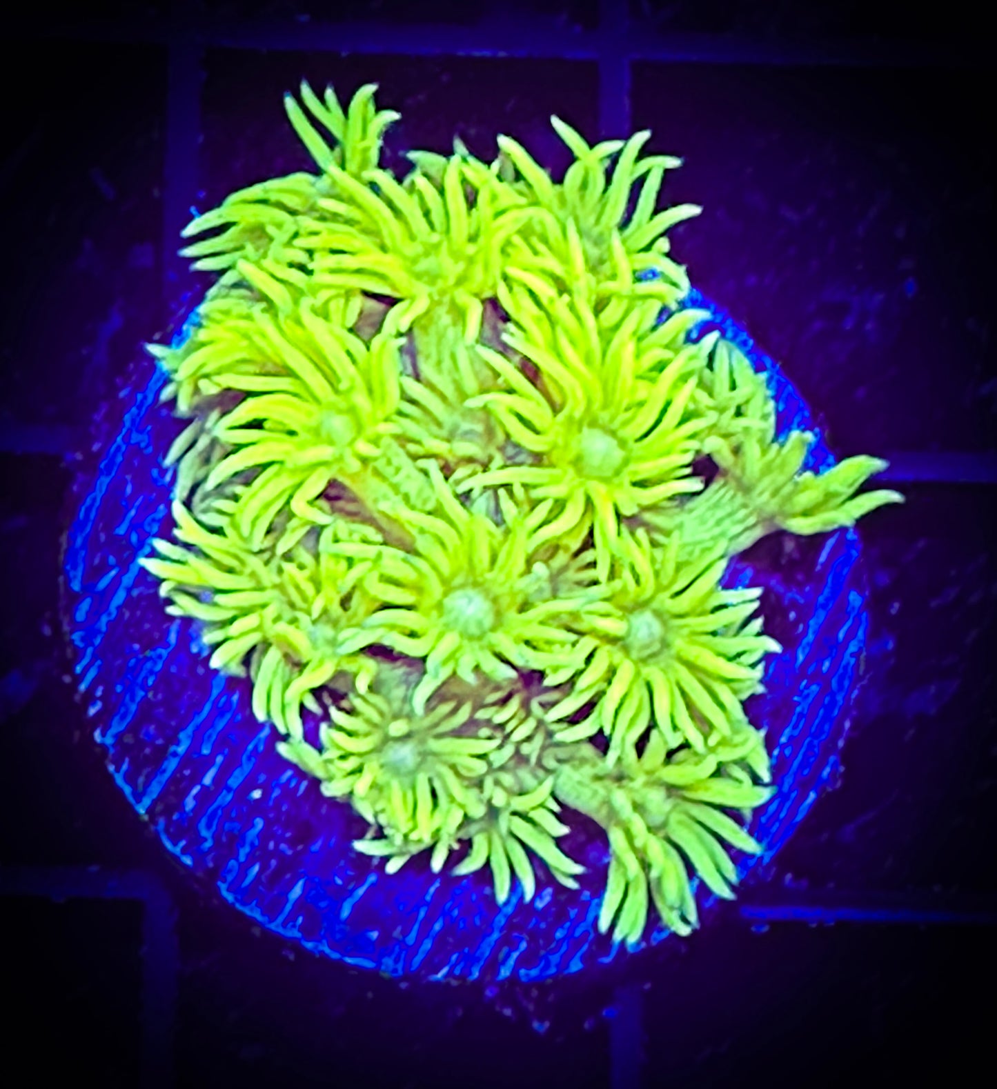 Higlighter Yellow Goniopora
