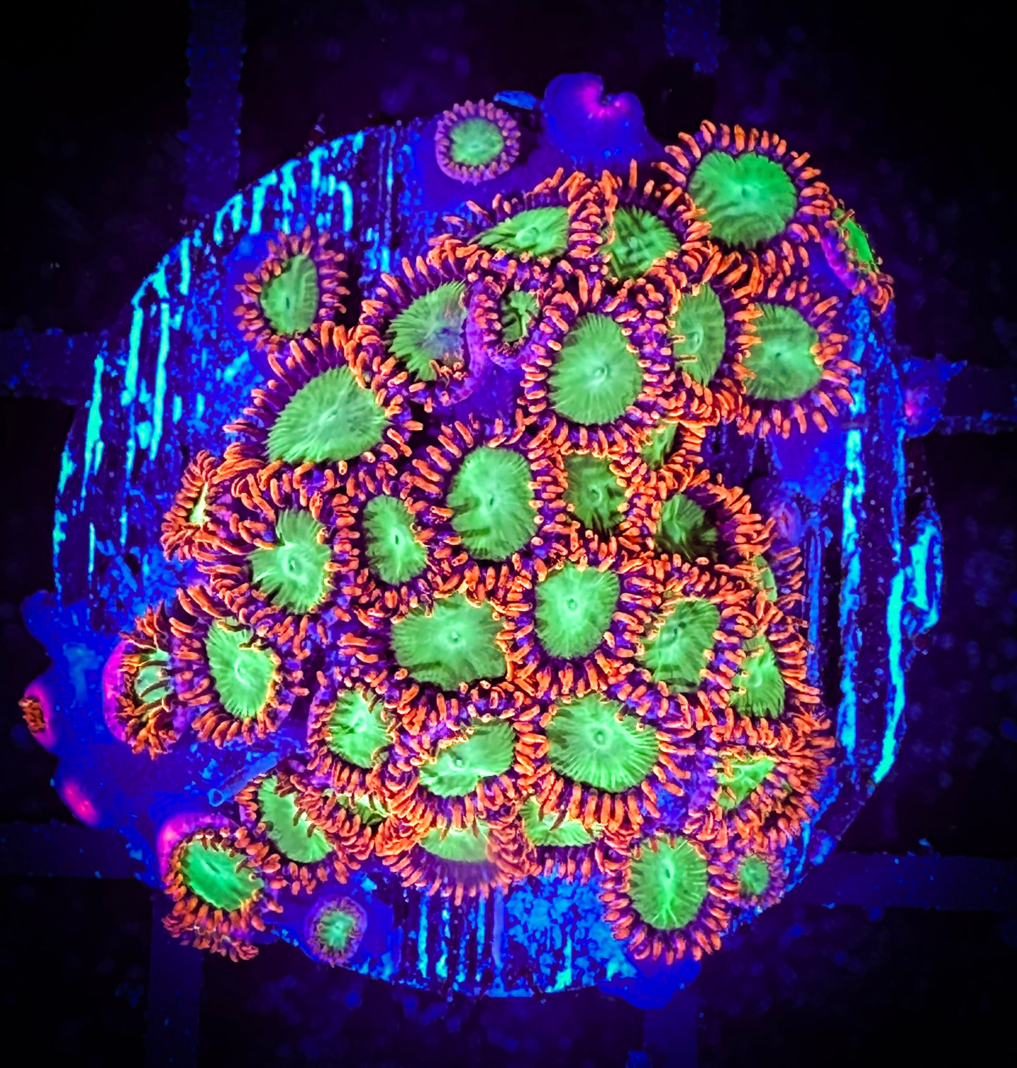 WYSIWYG OG Oompa Loompa Zoanthids 14C3