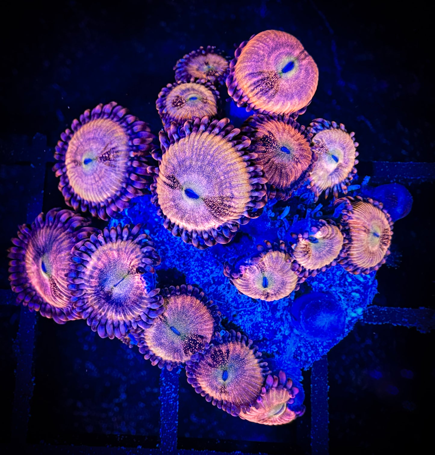WYSIWYG WWC Halle Berry Zoanthids Large Frag 14C4