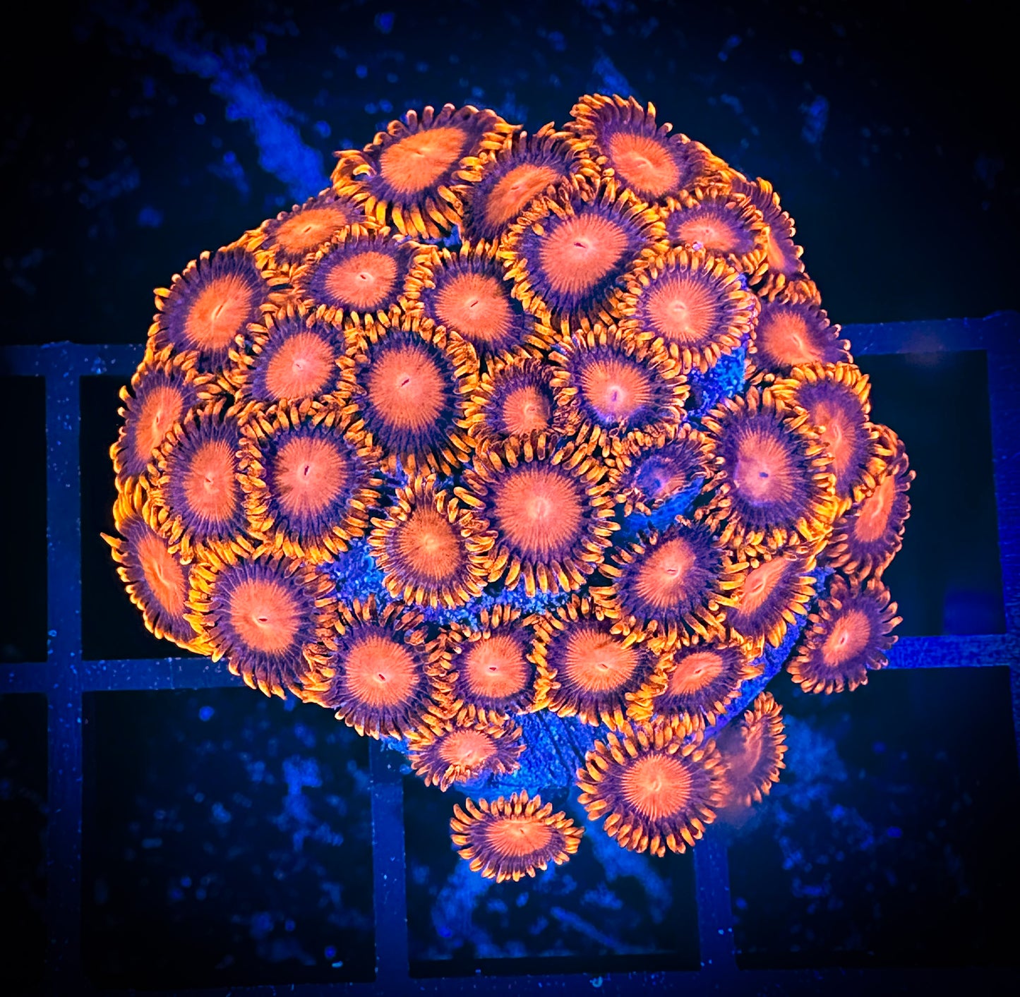 WYSIWYG Bam Bams Zoanthids Mini Colony 14D1