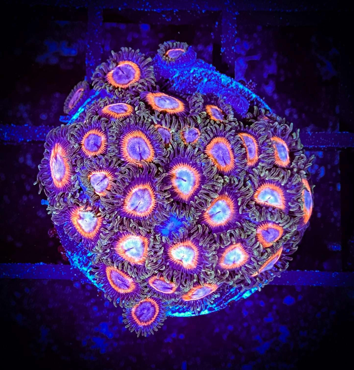 WYSIWYG JF Fairytale Zoanthids Frag 14D1