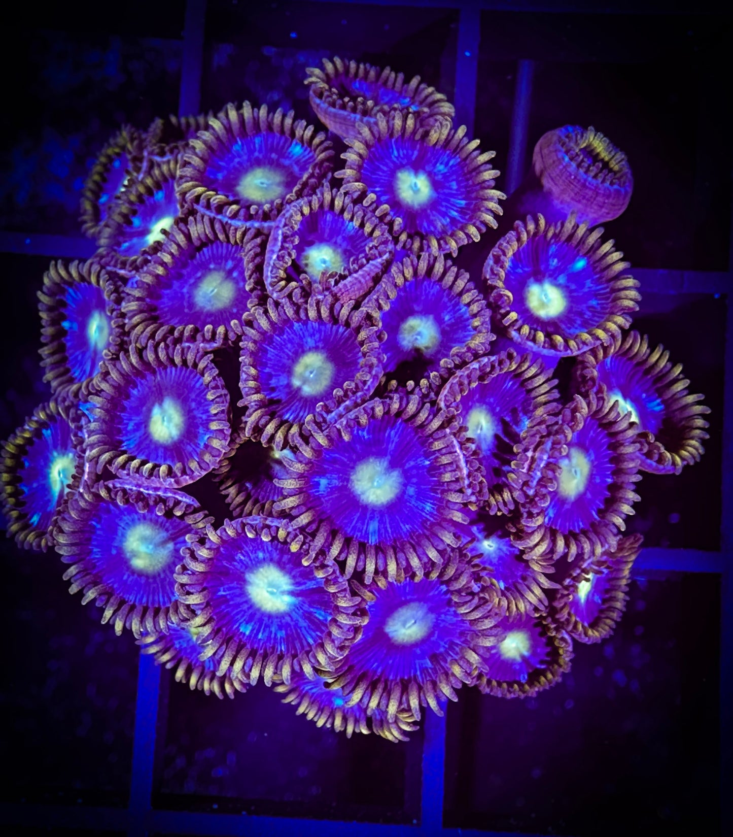 WYSIWYG Blue Horizons Zoanthids Large Frag 02B2