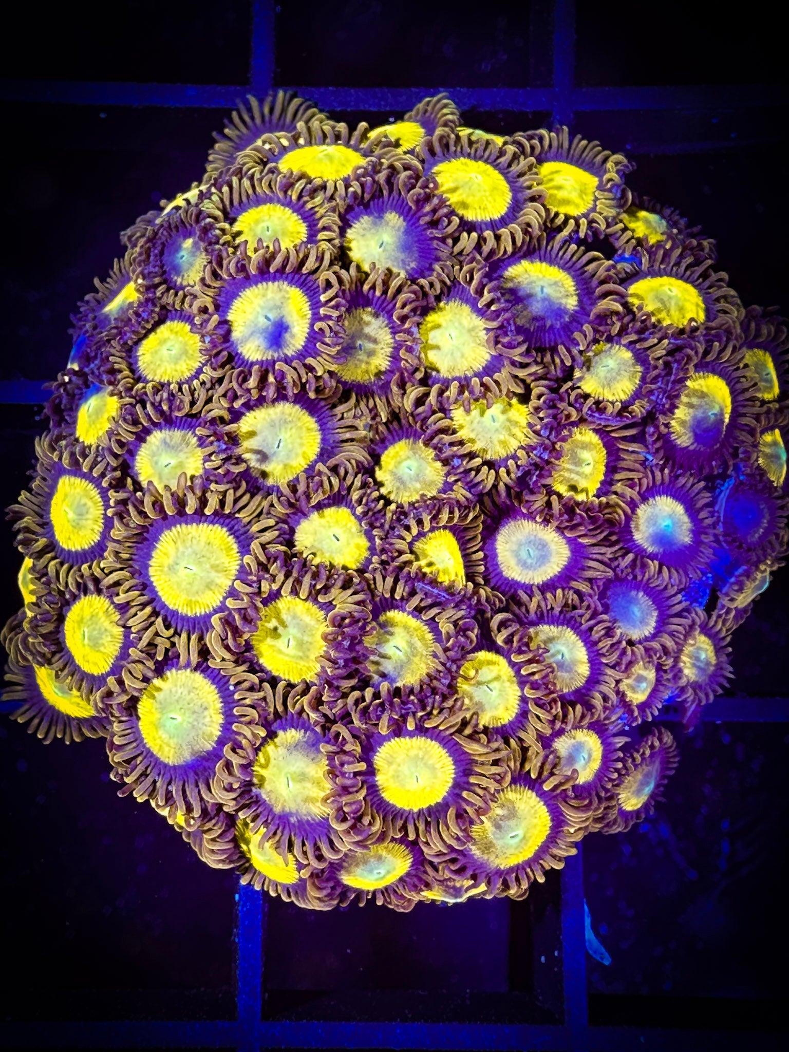 WYSIWYG King Midas Zoanthids Colony 14D4 – Goat Corals