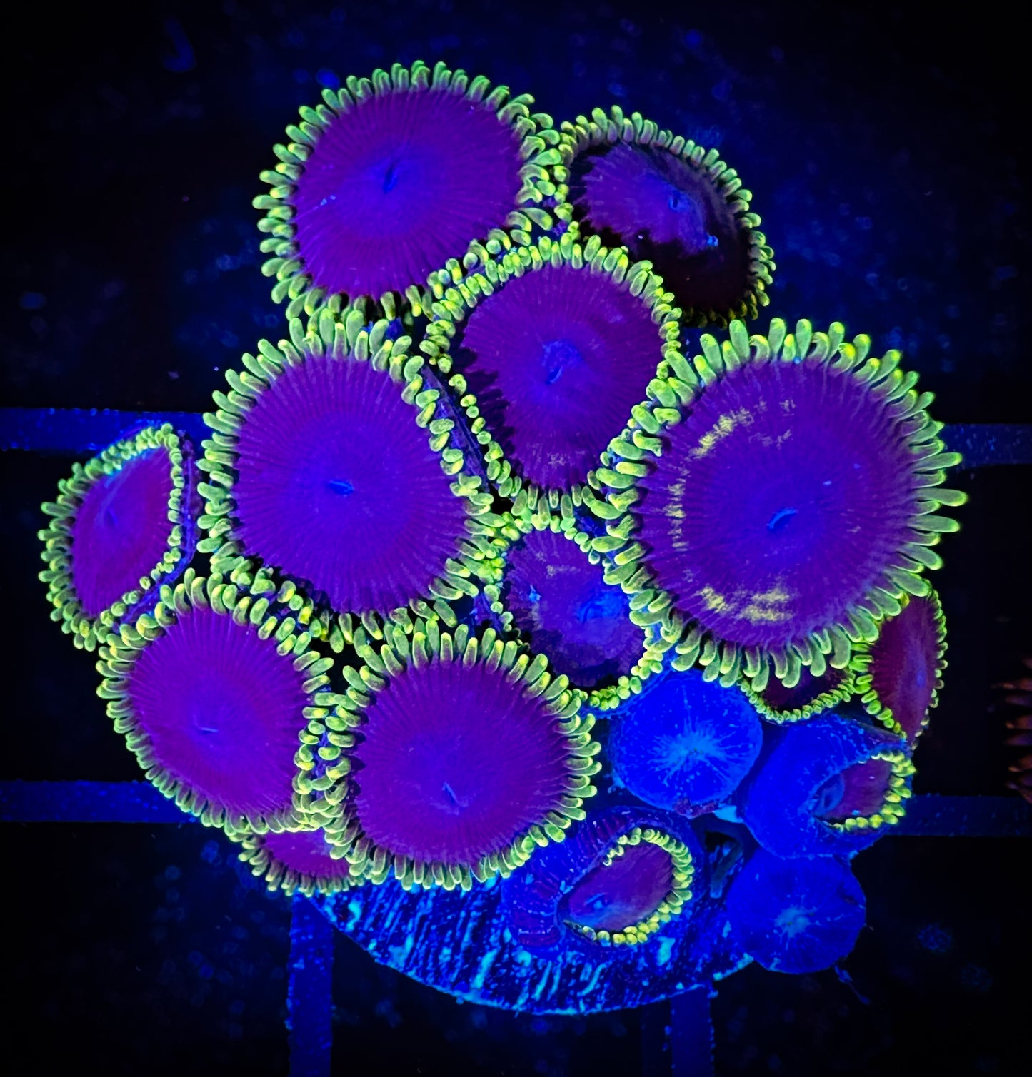 WYSIWYG Jokers Zoanthids Large Frag 14D4