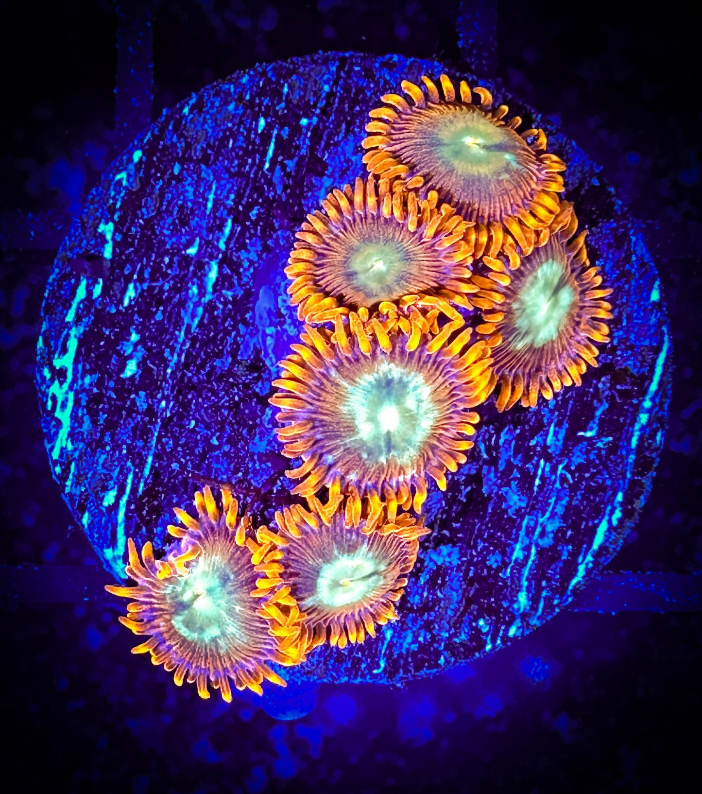 WYSIWYG GC Tropical Flame Zoanthids 14E1