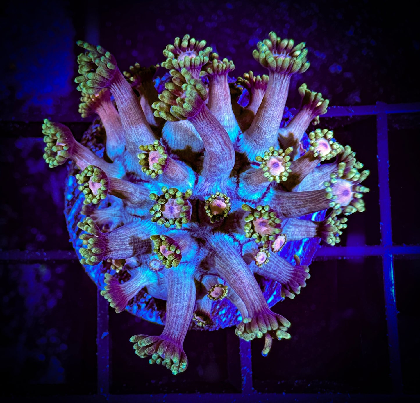 WYSIWYG TSA Rose Petal Goniopora 14E1