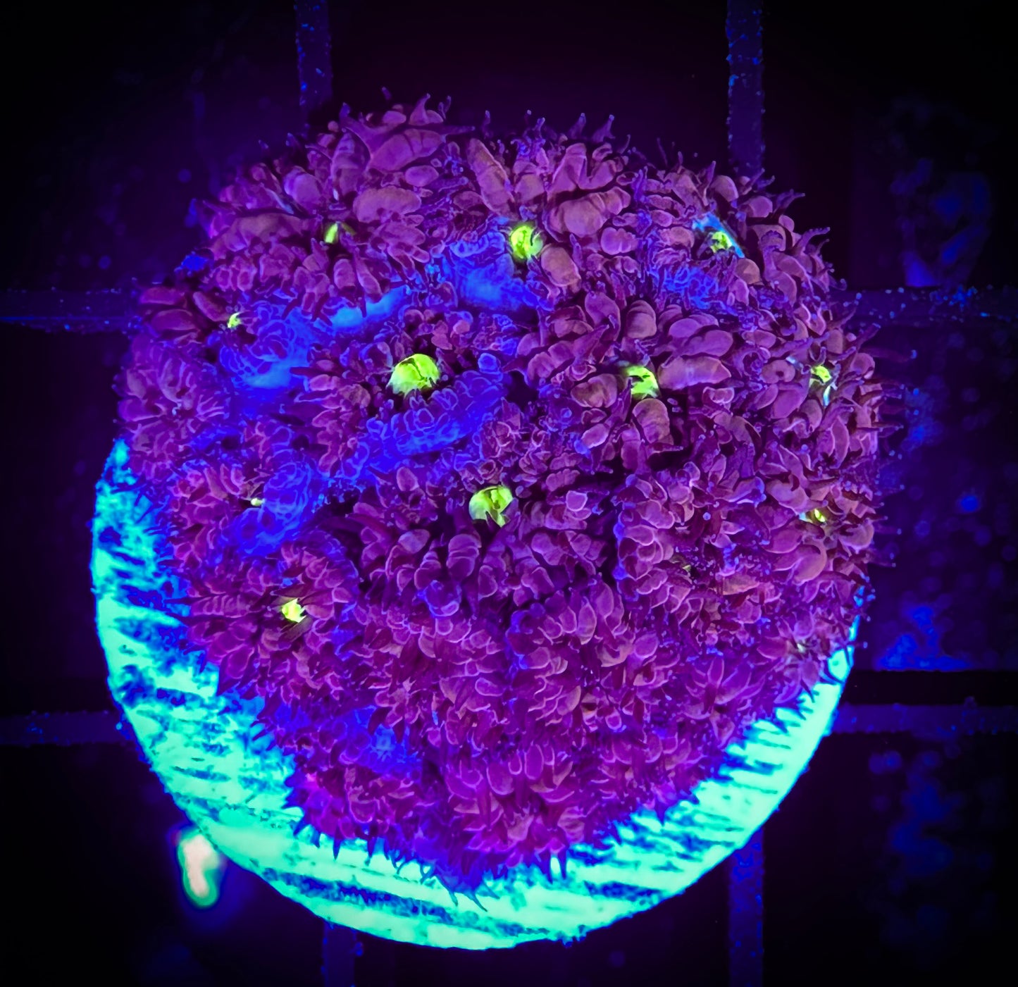 WYSIWYG Blueberry Blastomussa Merleti Frag 14E3