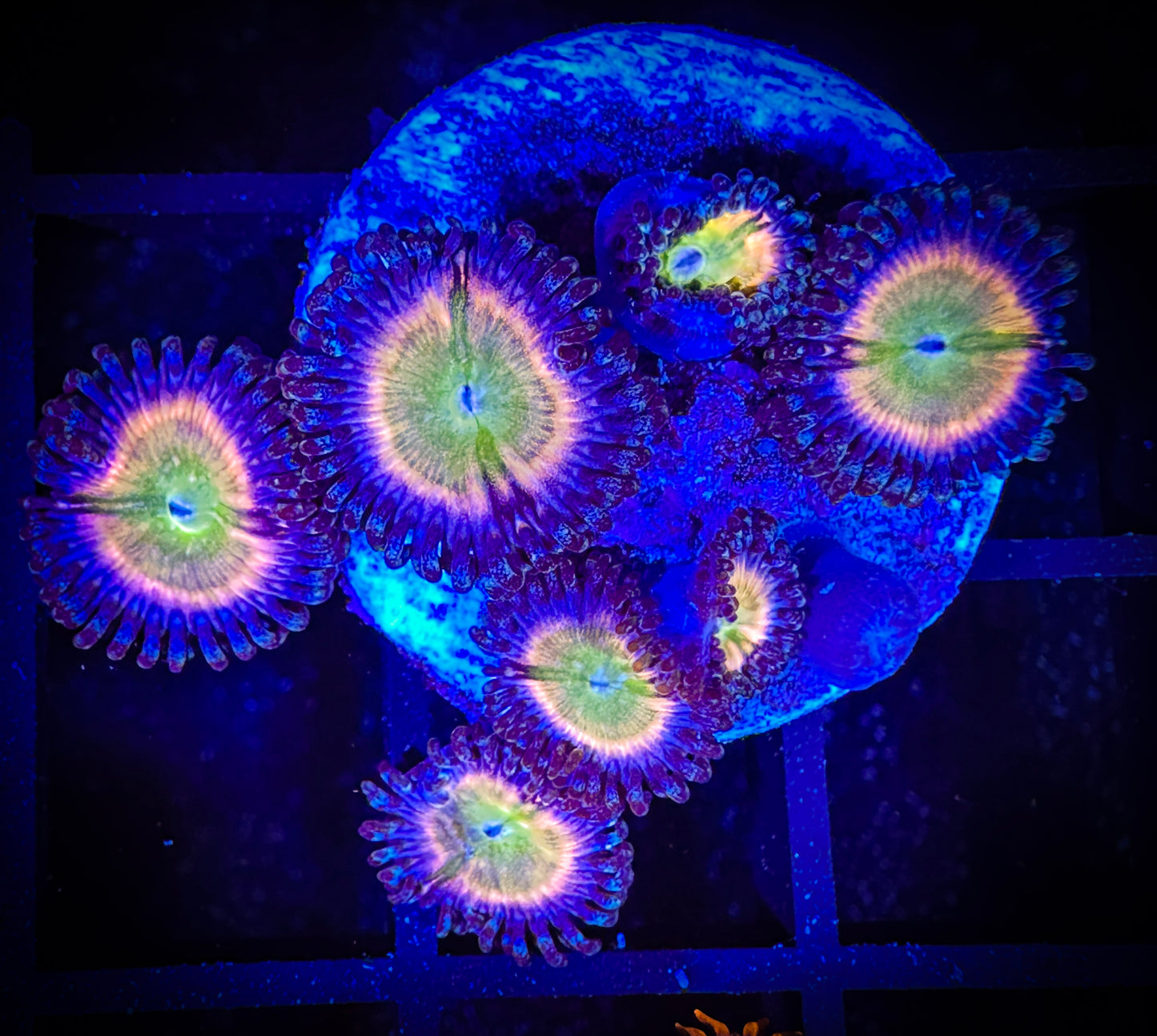 WYSIWYG Kung Fu Zoa Zoanthids 14E4
