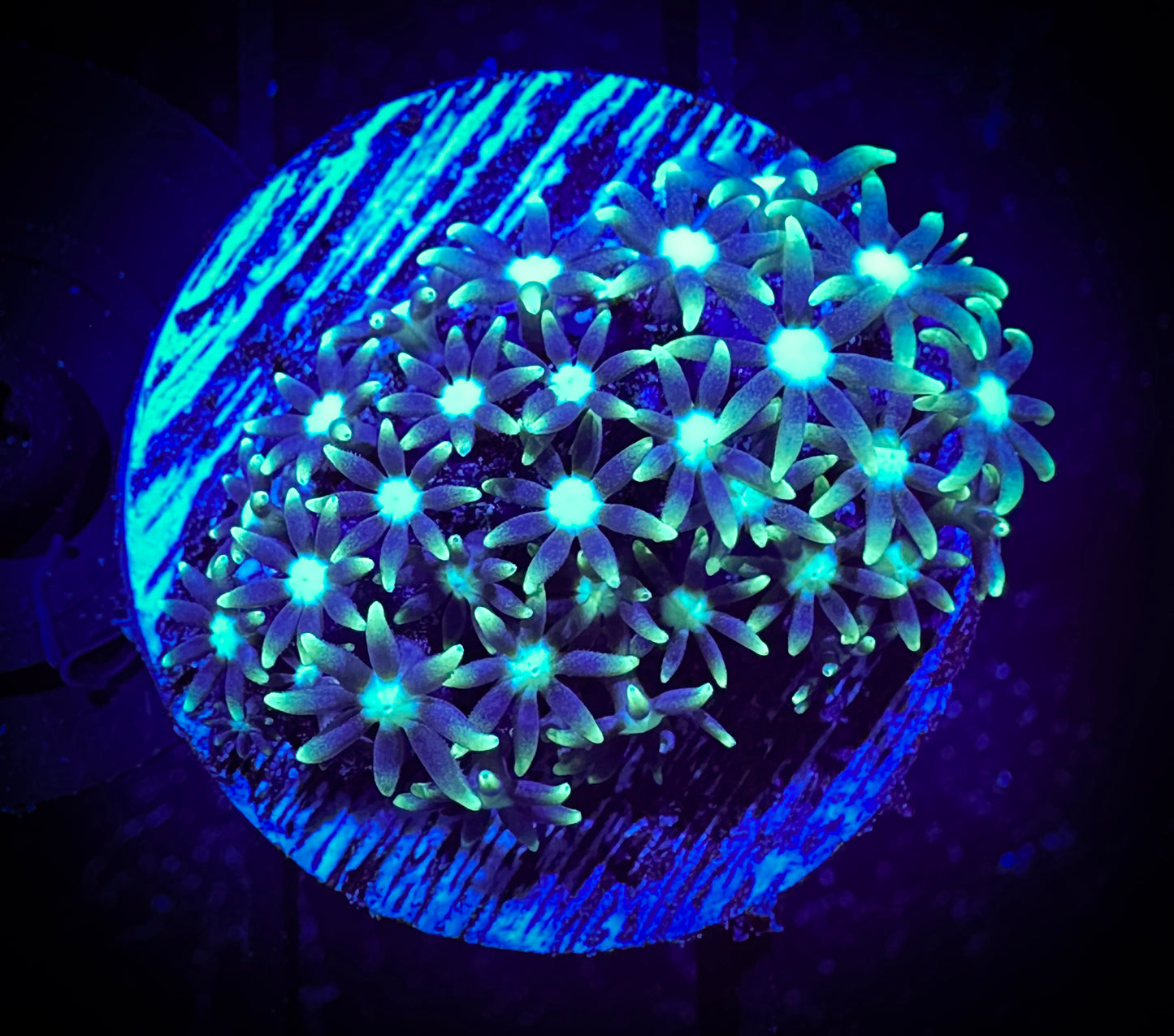 WYSIWYG Short Lash Green Star Polyp 14F4
