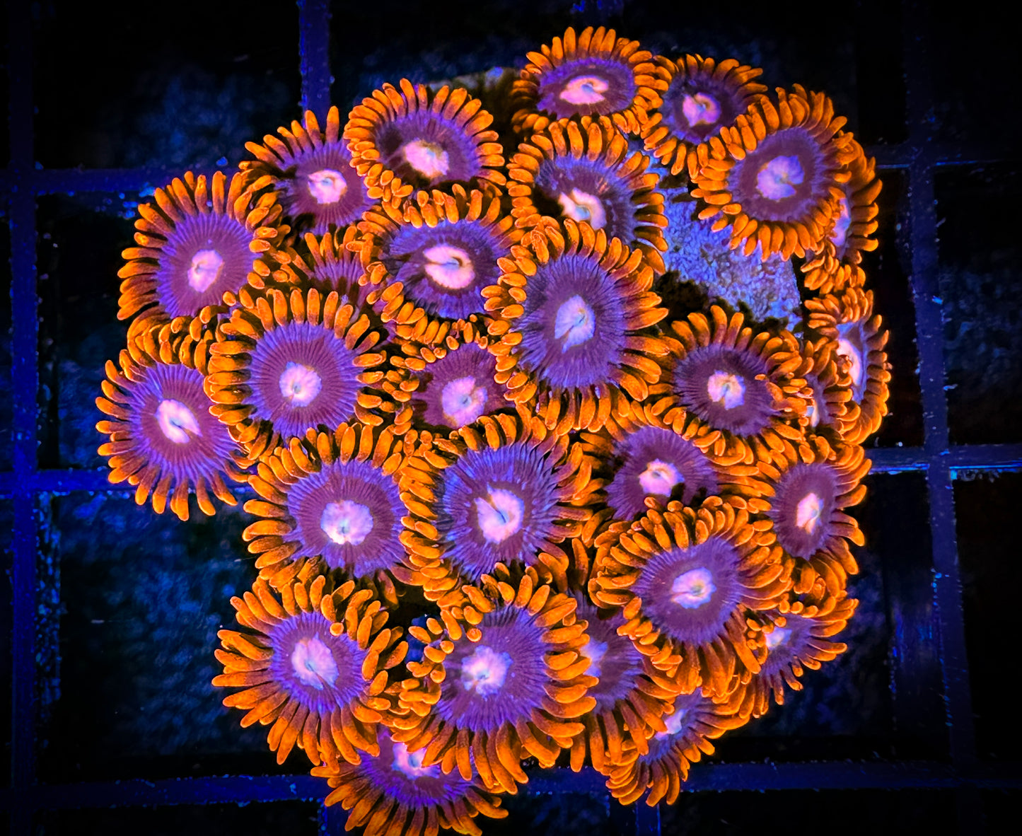 GC Pink Eyes Zoanthids