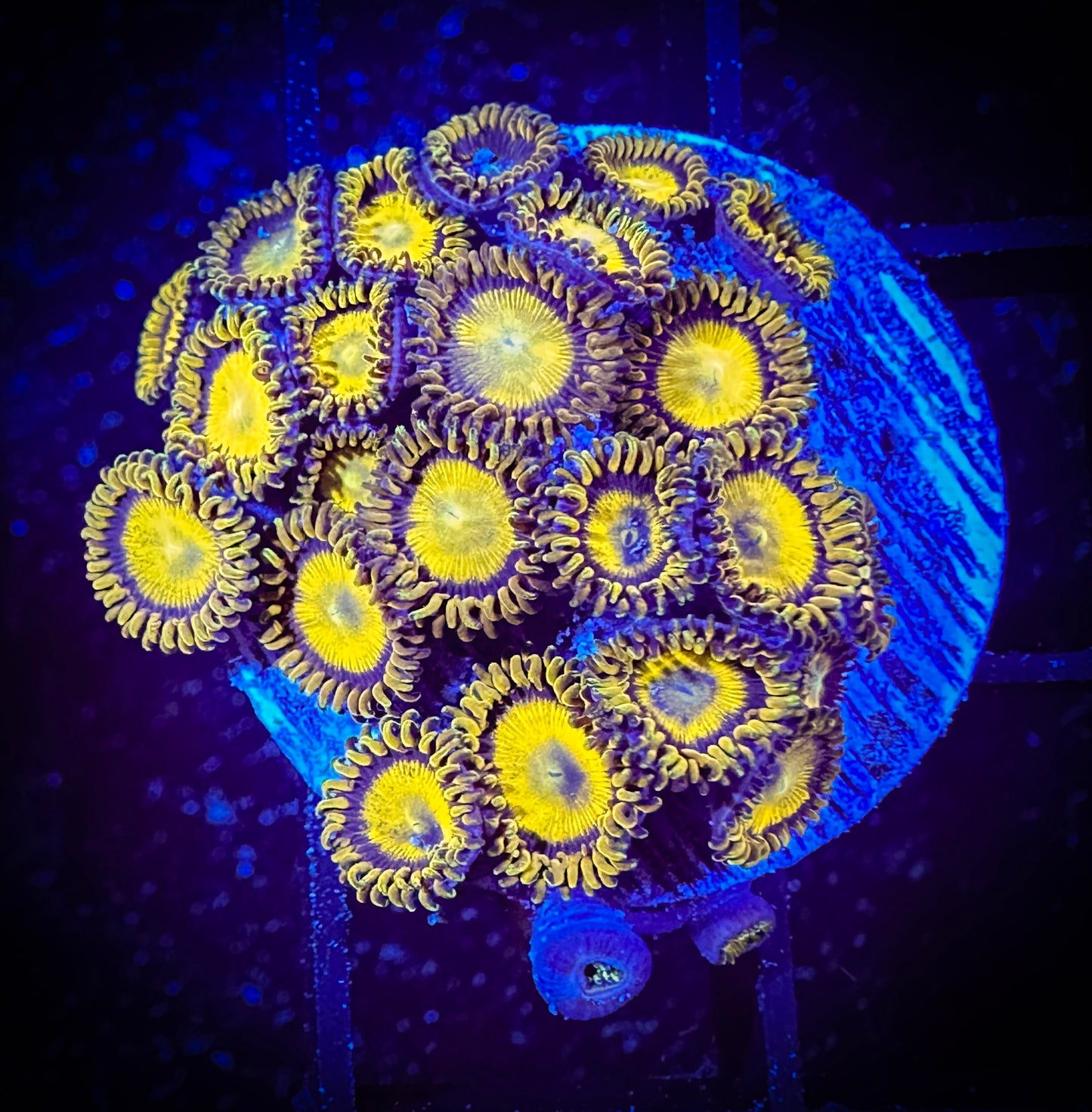 WYSIWYG King Midas Zoanthids Large Frag 15A2