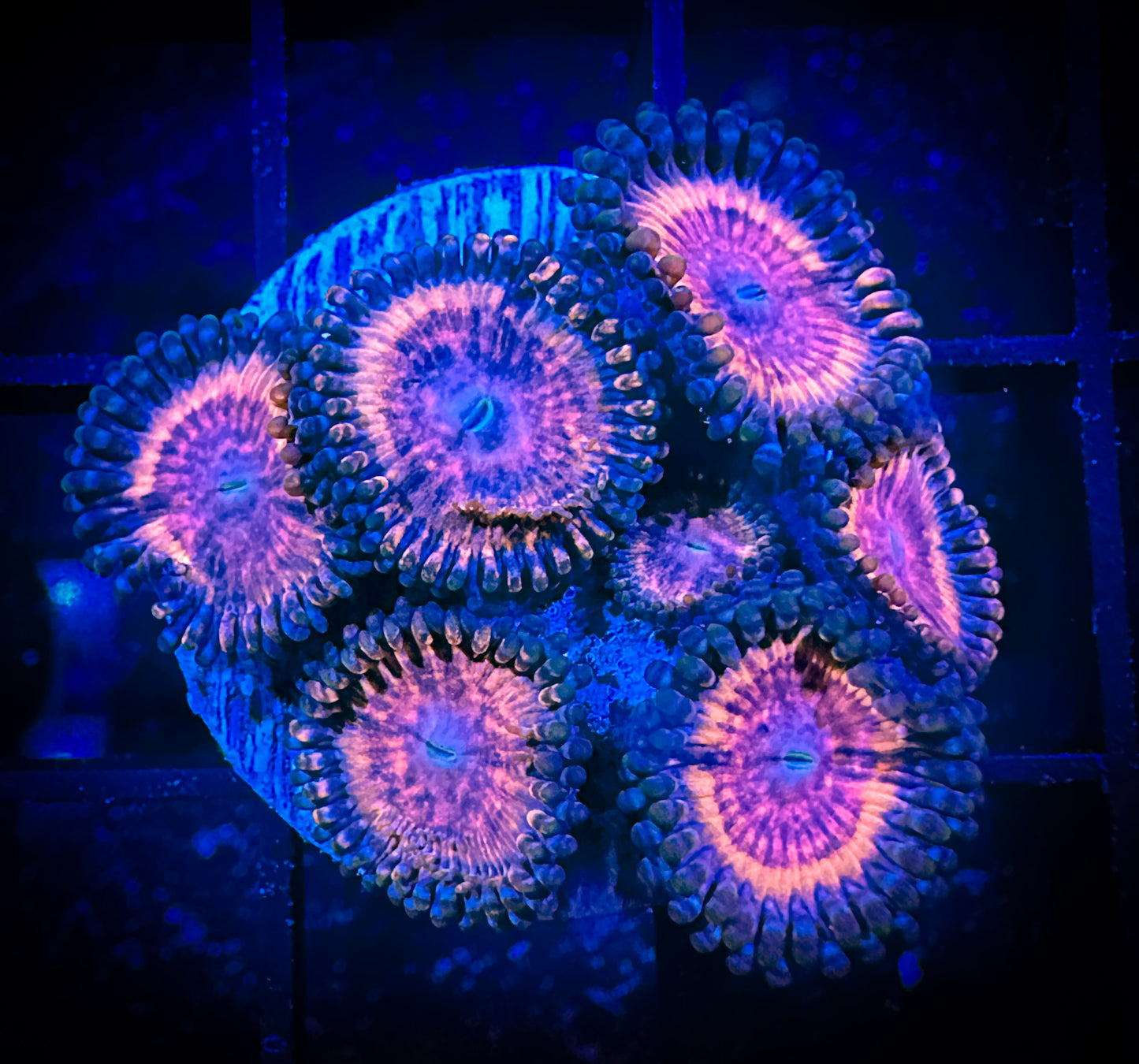 WYSIWYG CC Bloodsuckers Zoanthids Frag 15C3