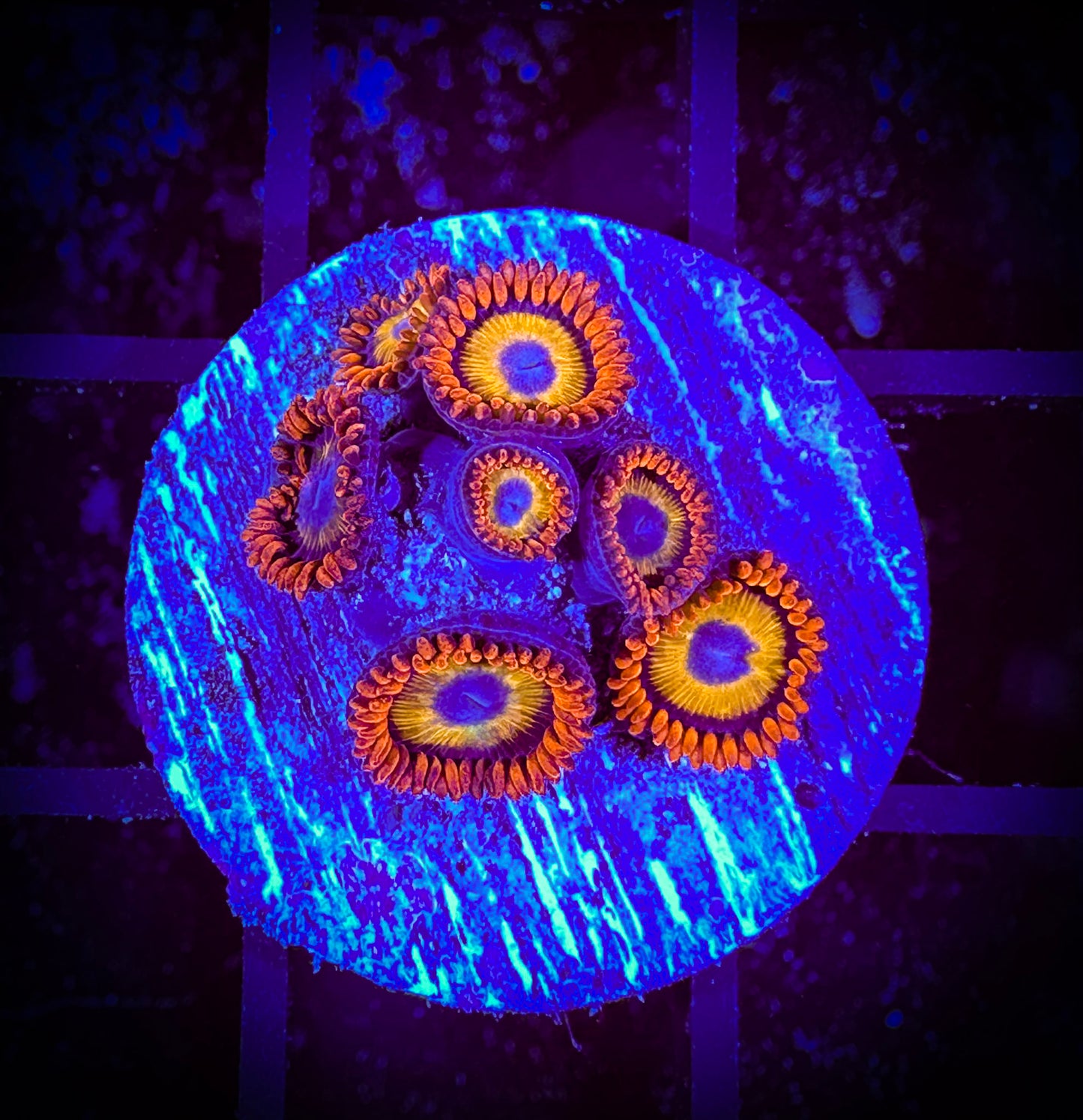 WYSIWYG Blondies Zoanthids 02B3