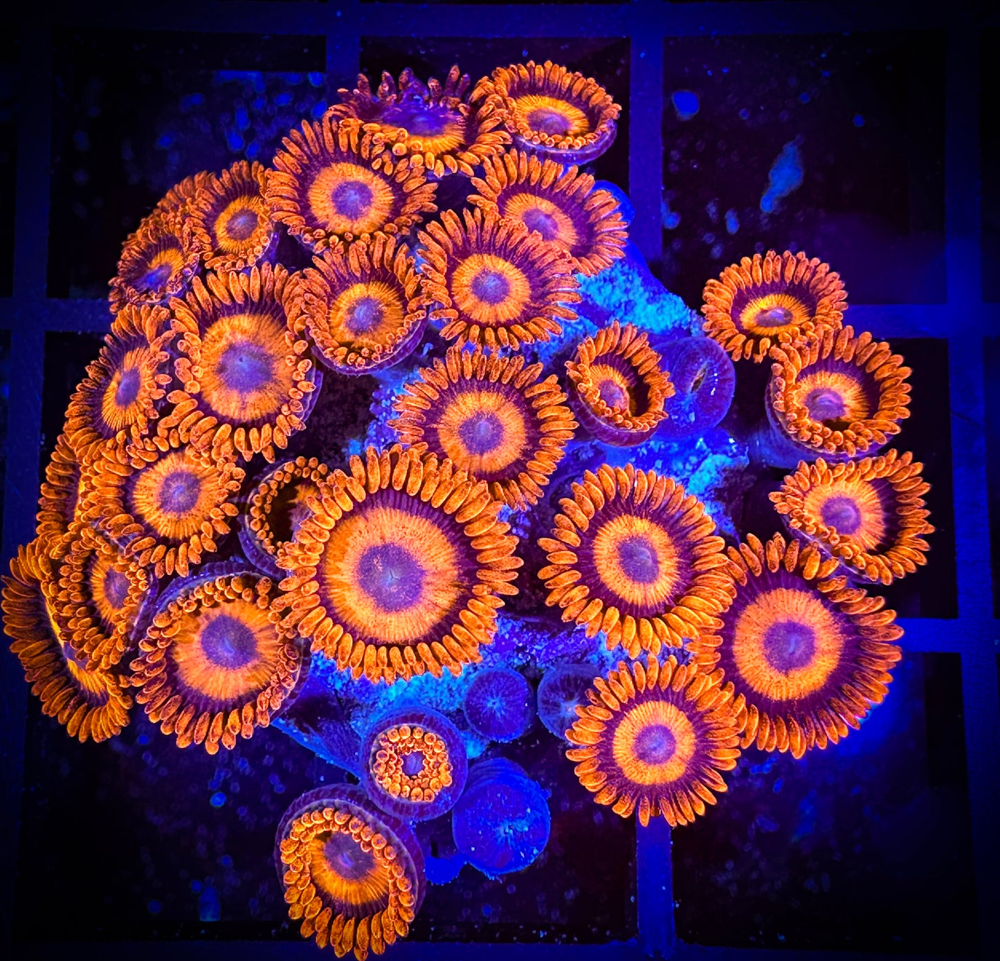 WYSIWYG CB Orange Hornets AKA Oxides Zoanthids Large Frag 15E2