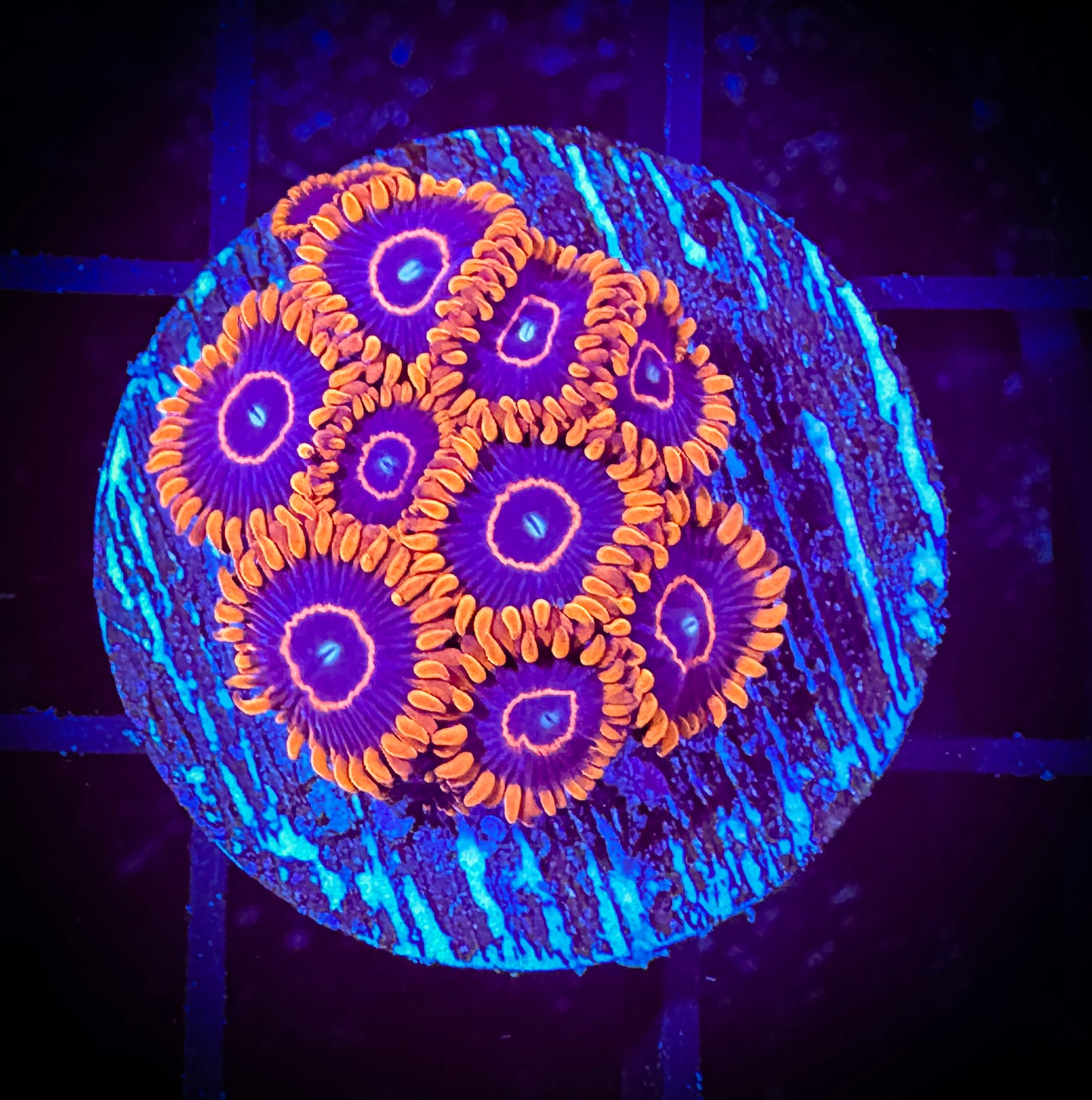 WYSIWYG Red Hornets Zoanthids 15E2