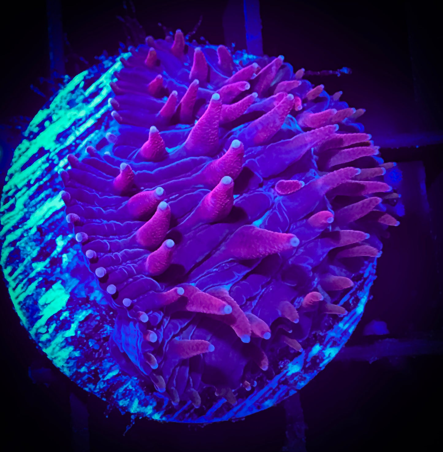 Fuchsia Diaseris Plate Coral
