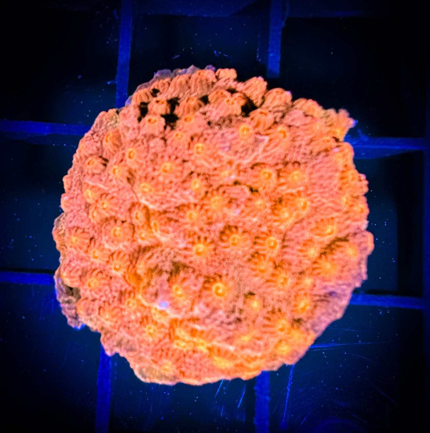 WYSIWYG Solar Flare Cyphastrea 16B1