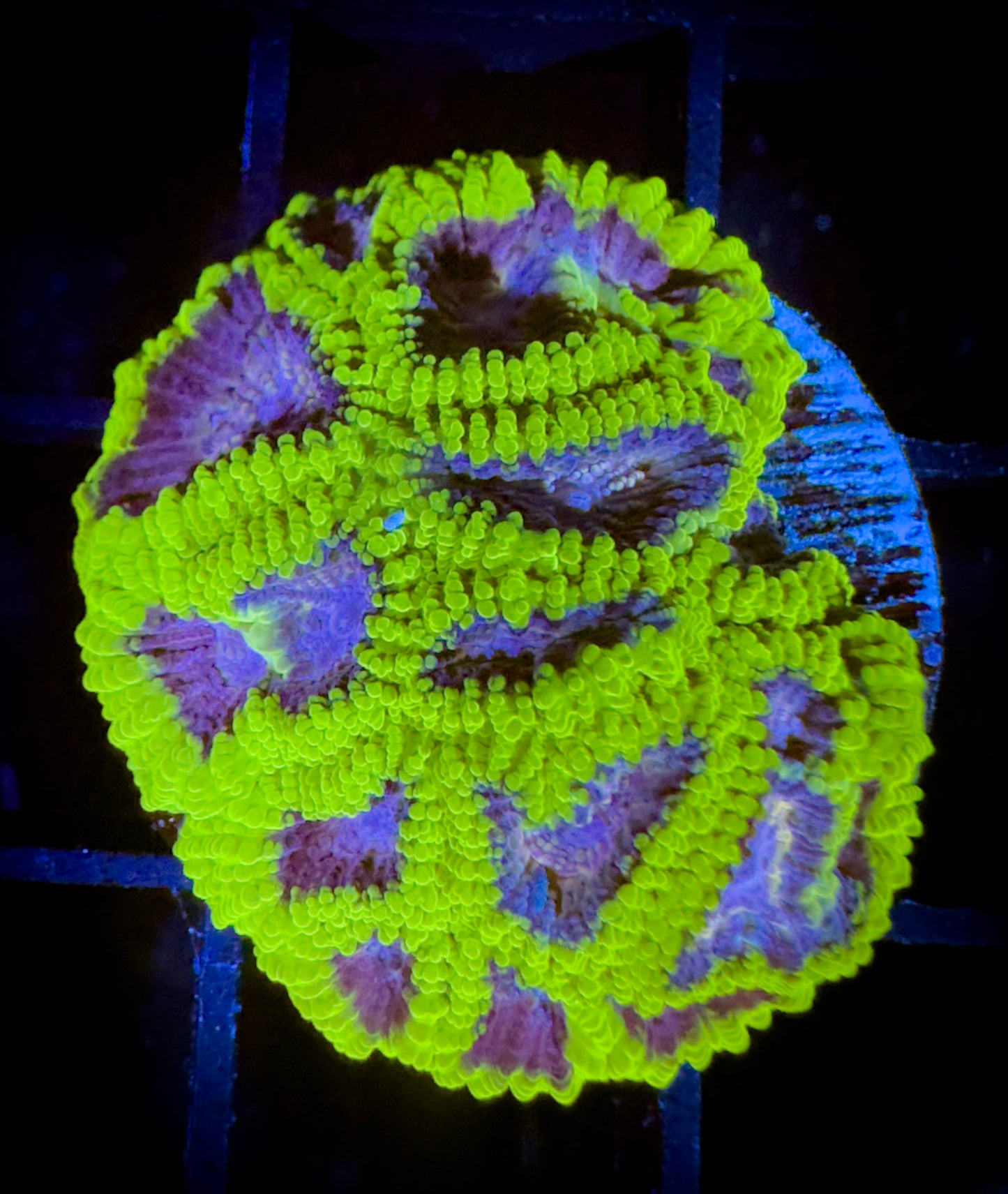 WYSIWYG WWC Space Monkey Favia 16D3