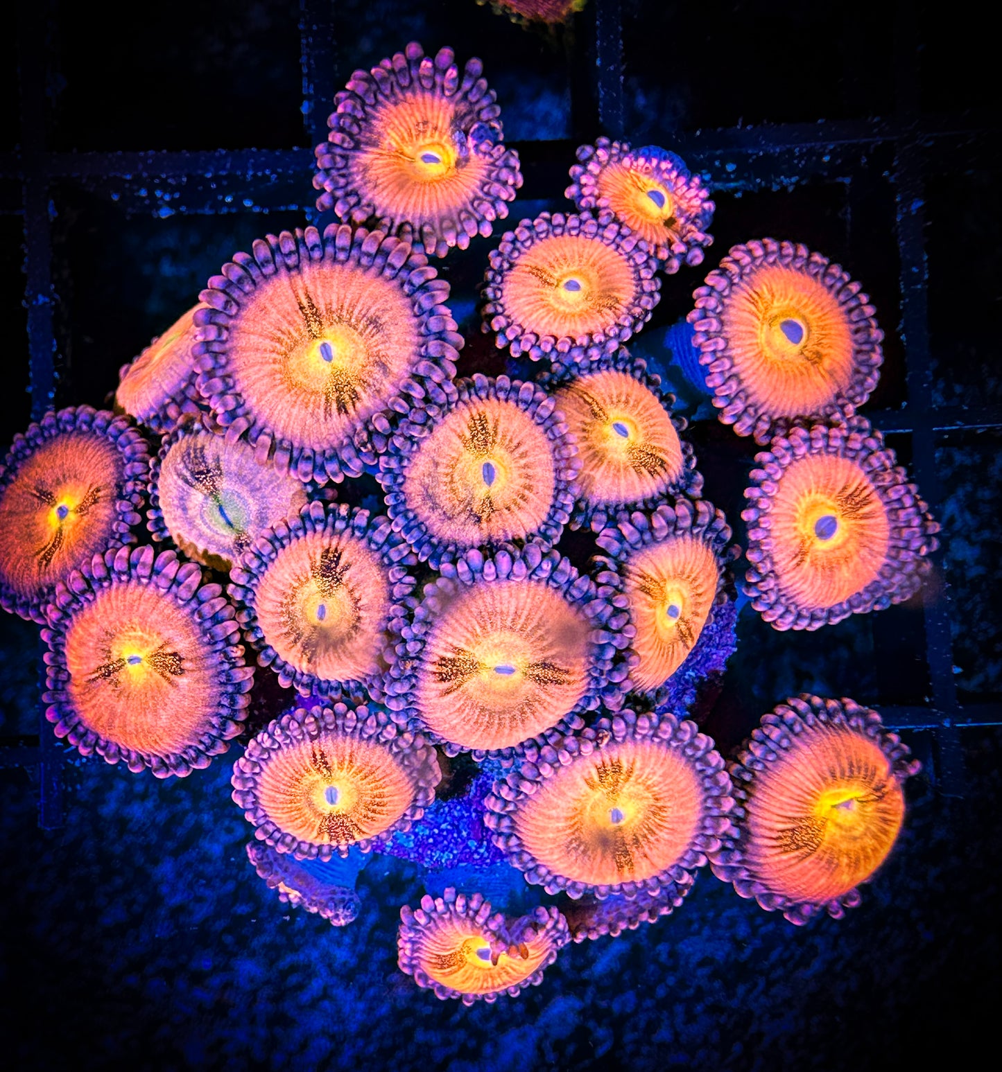 WYSIWYG JF Crybaby Zoanthids Colony 11C1