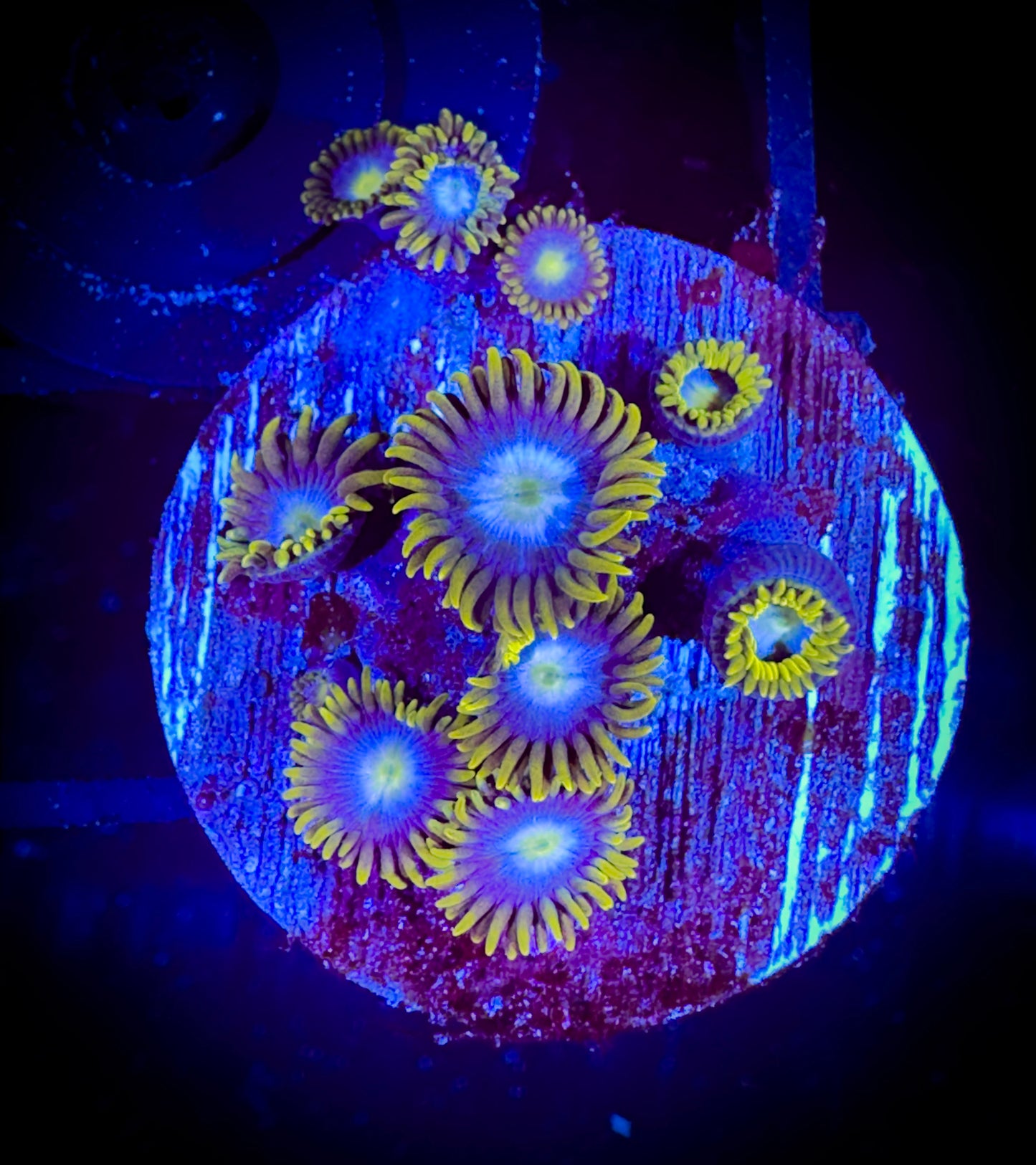 Jeffery's Robin Eggs Zoanthids