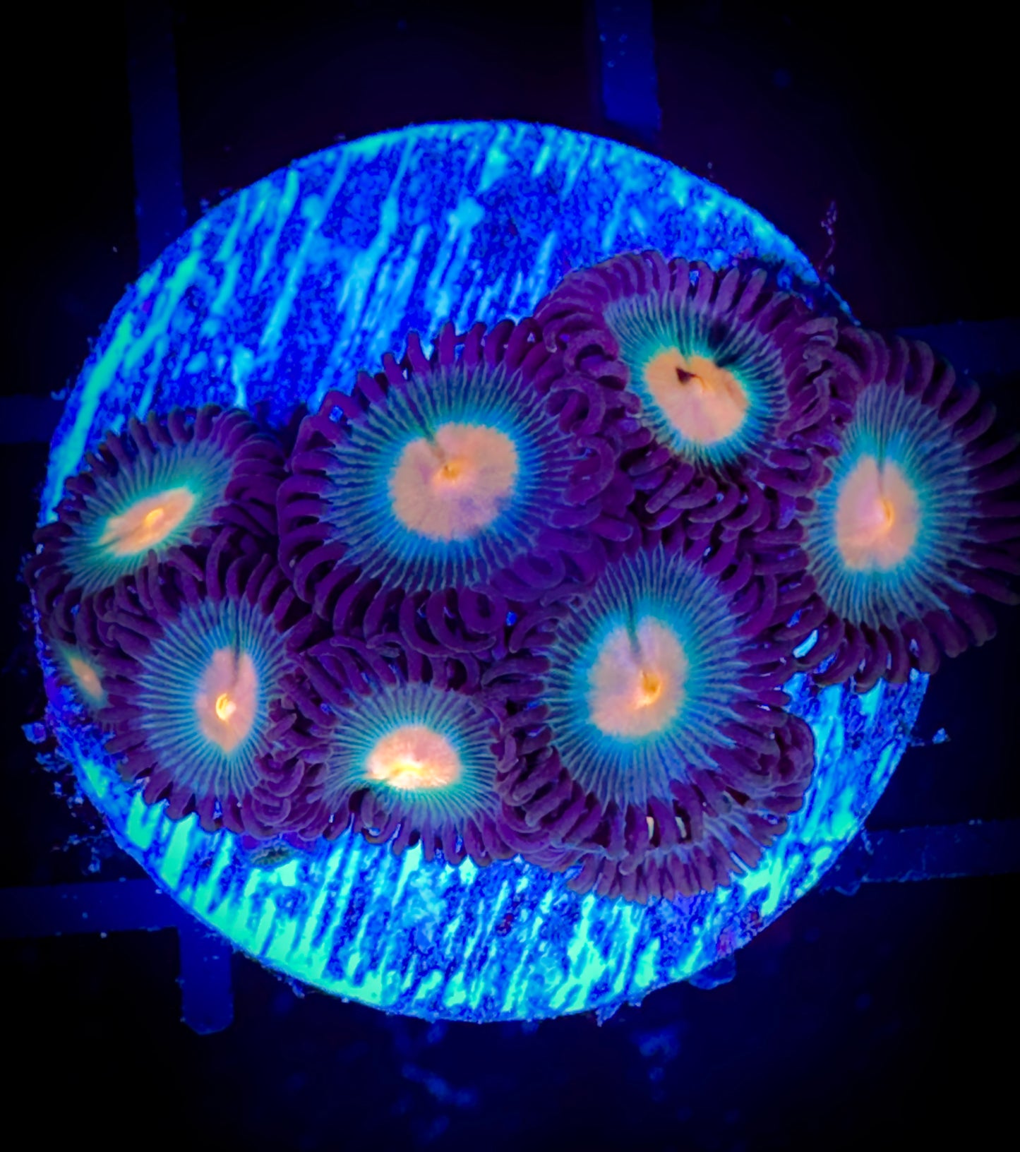 Electric Peach Zoanthids