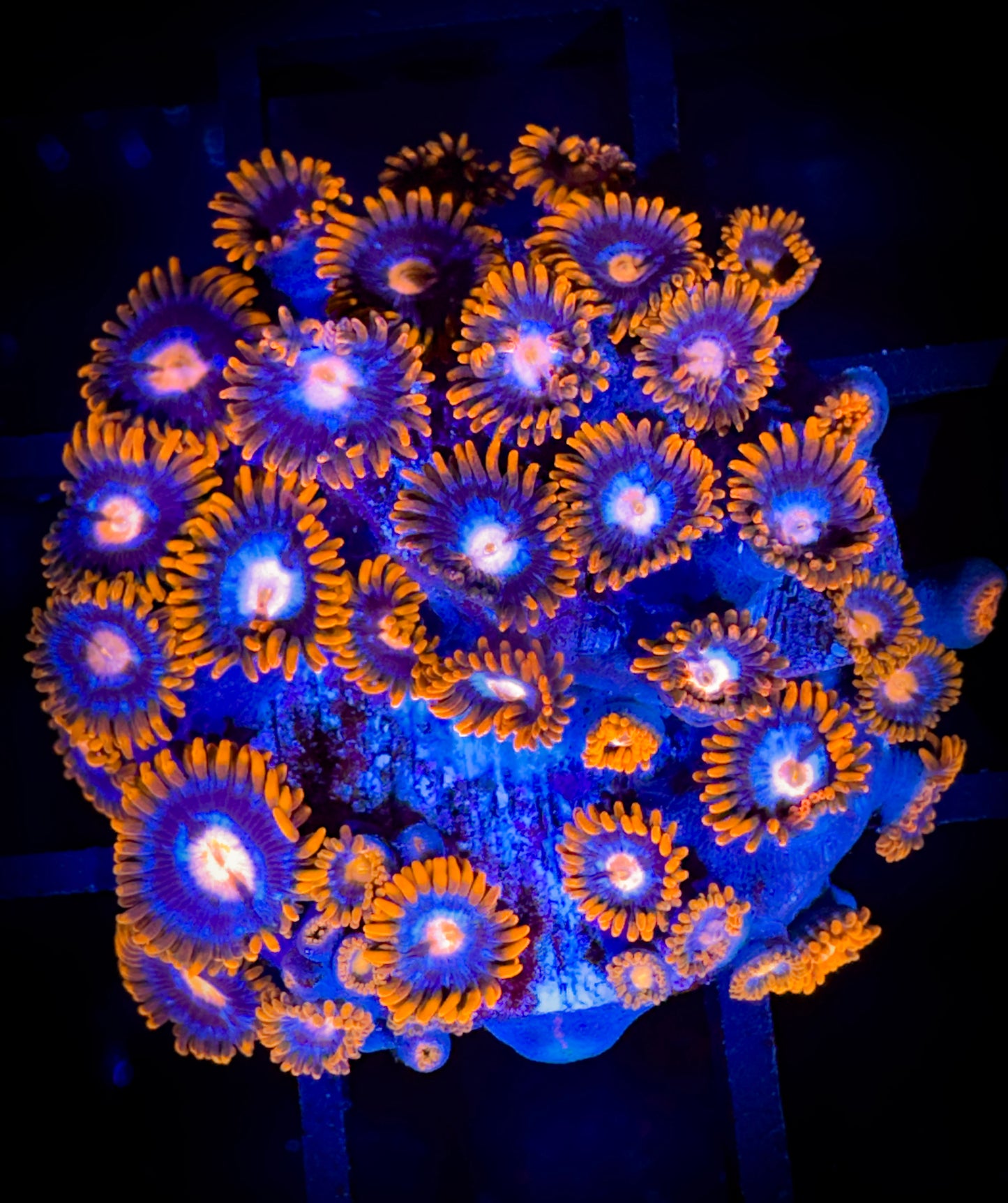 WYSIWYG GC Pink Eyes Zoanthids Colony