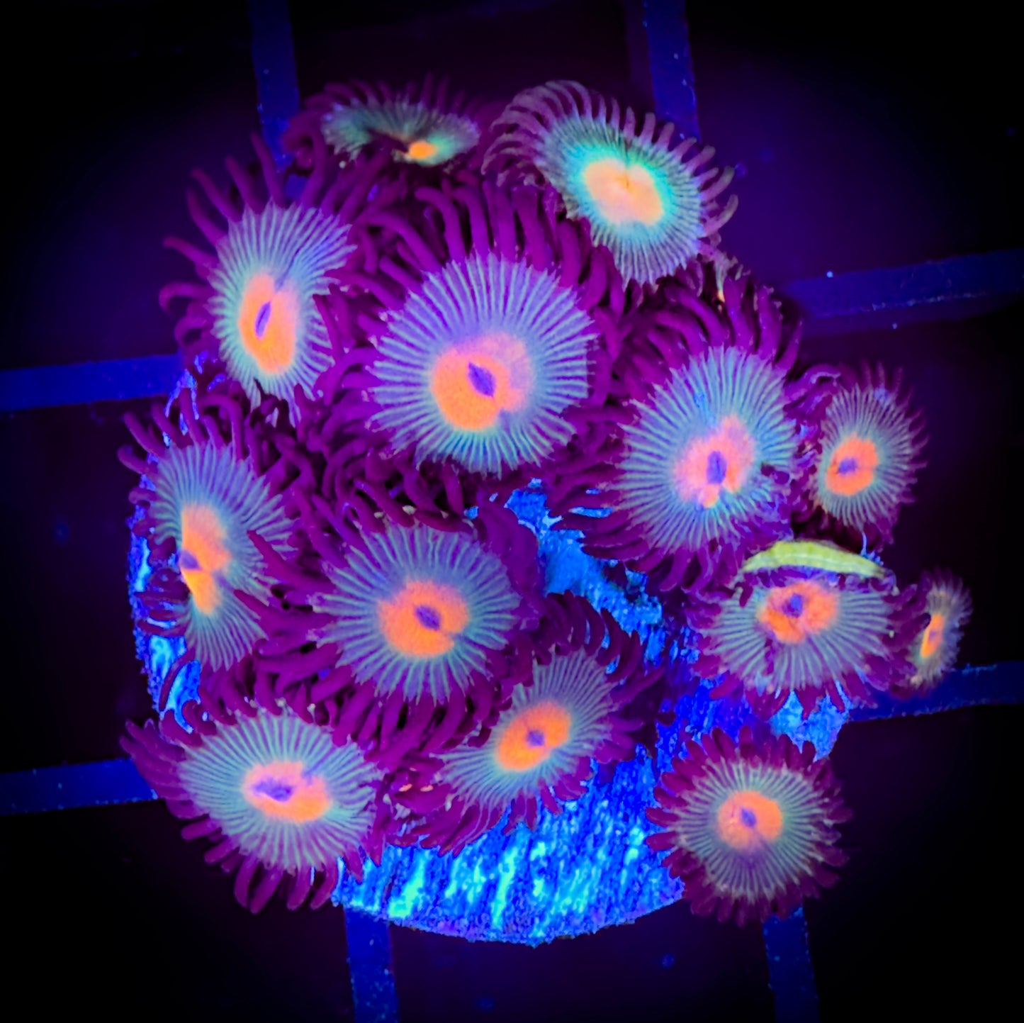 WYSIWYG Red haired Gorilla Nipples Zoanthids 17C3