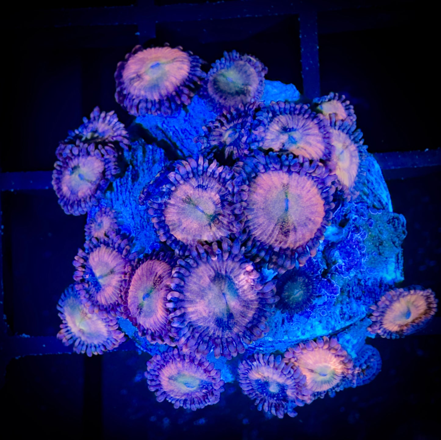 WYSIWYG WWC Halle Berry Zoanthids Large Frag 17D1