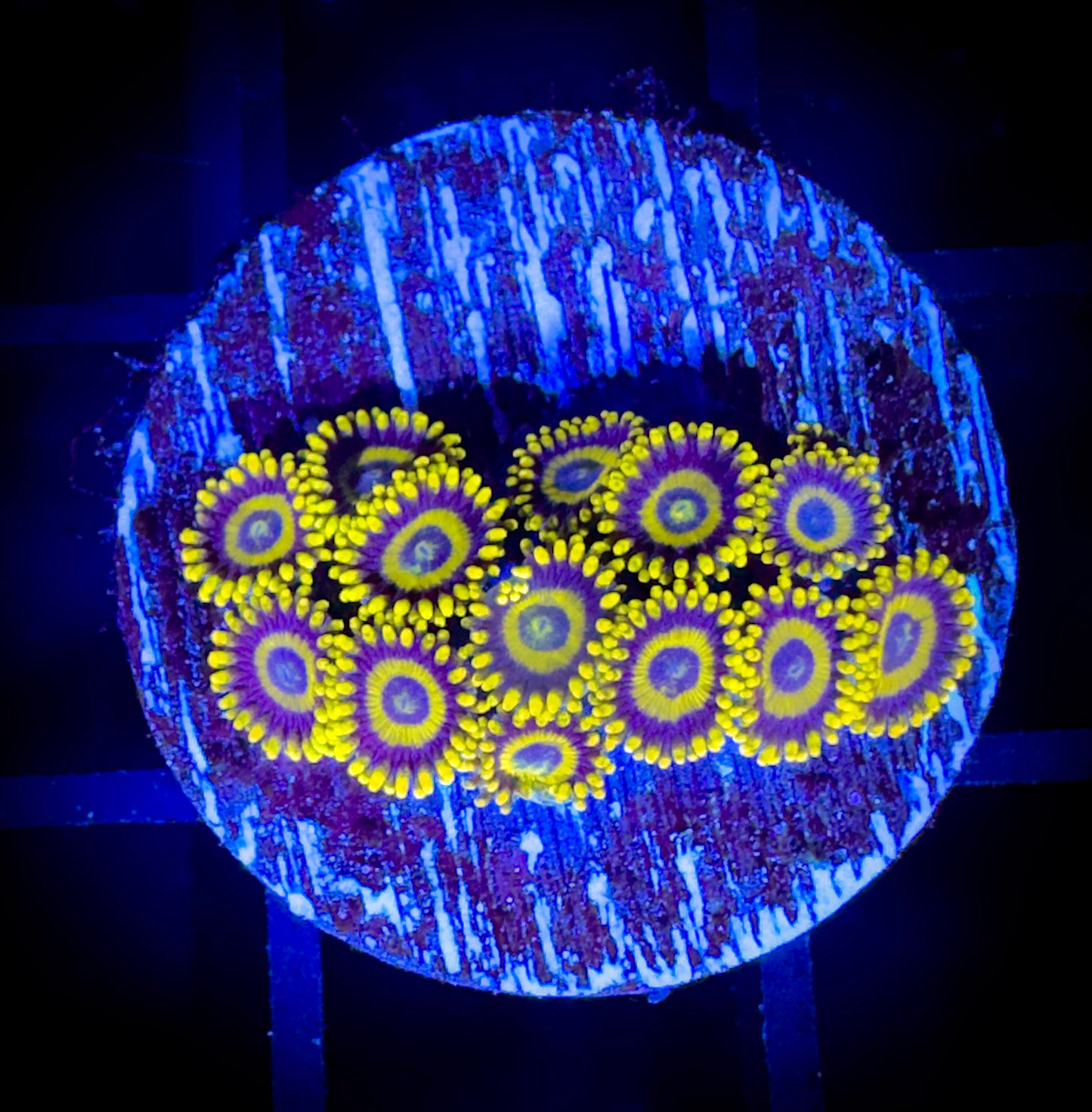 WYSIWYG Yellow Jackets Zoanthids 17D4