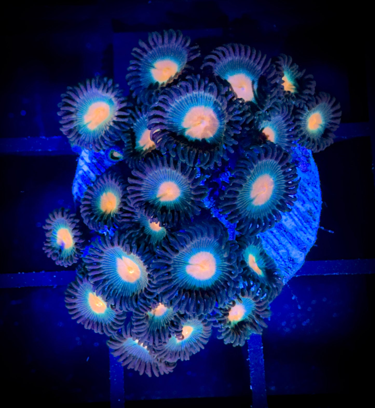 WYSIWYG Electric Peach Zoanthids Colony 17F3