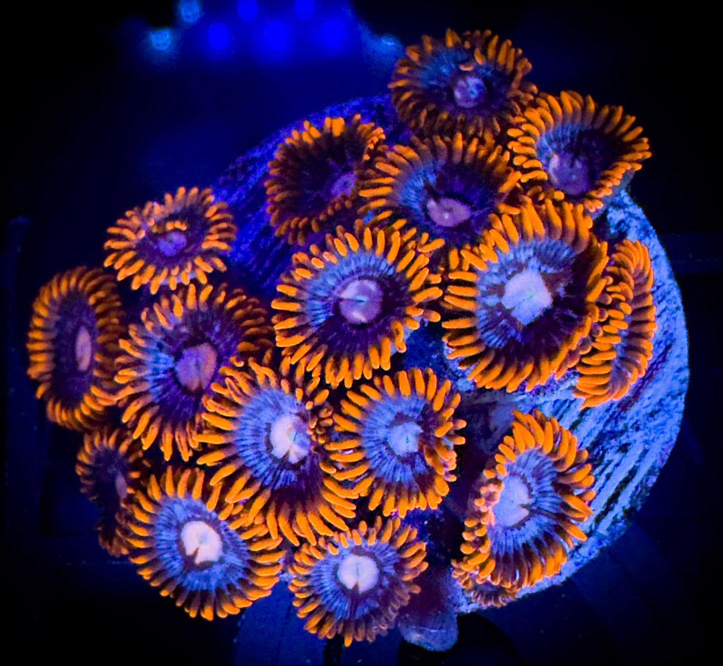 WYSIWYG ECC Snitches Zoanthids Mini Colony 18A4