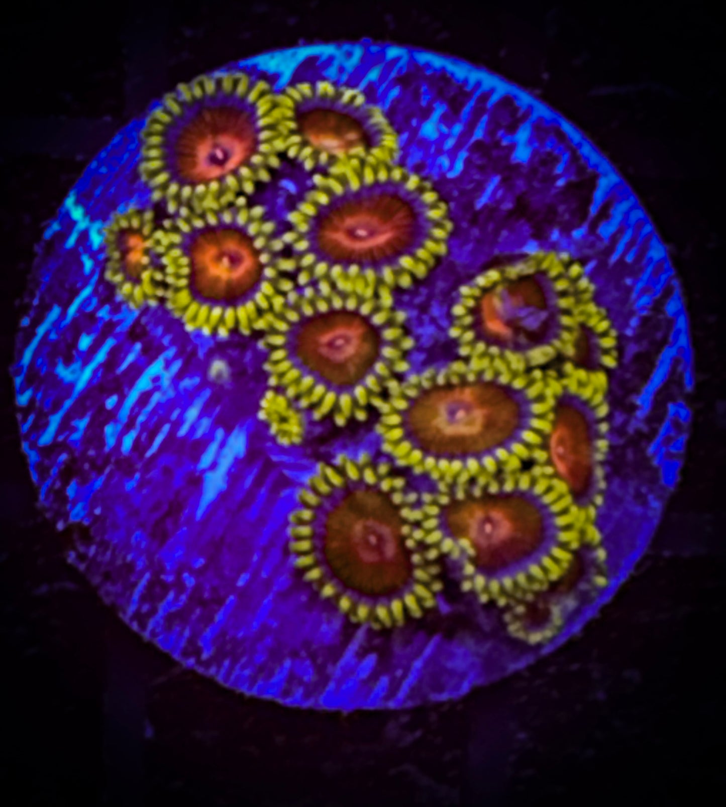 WYSIWYG CC Spitfire Zoanthids (12 polyps) 18B1