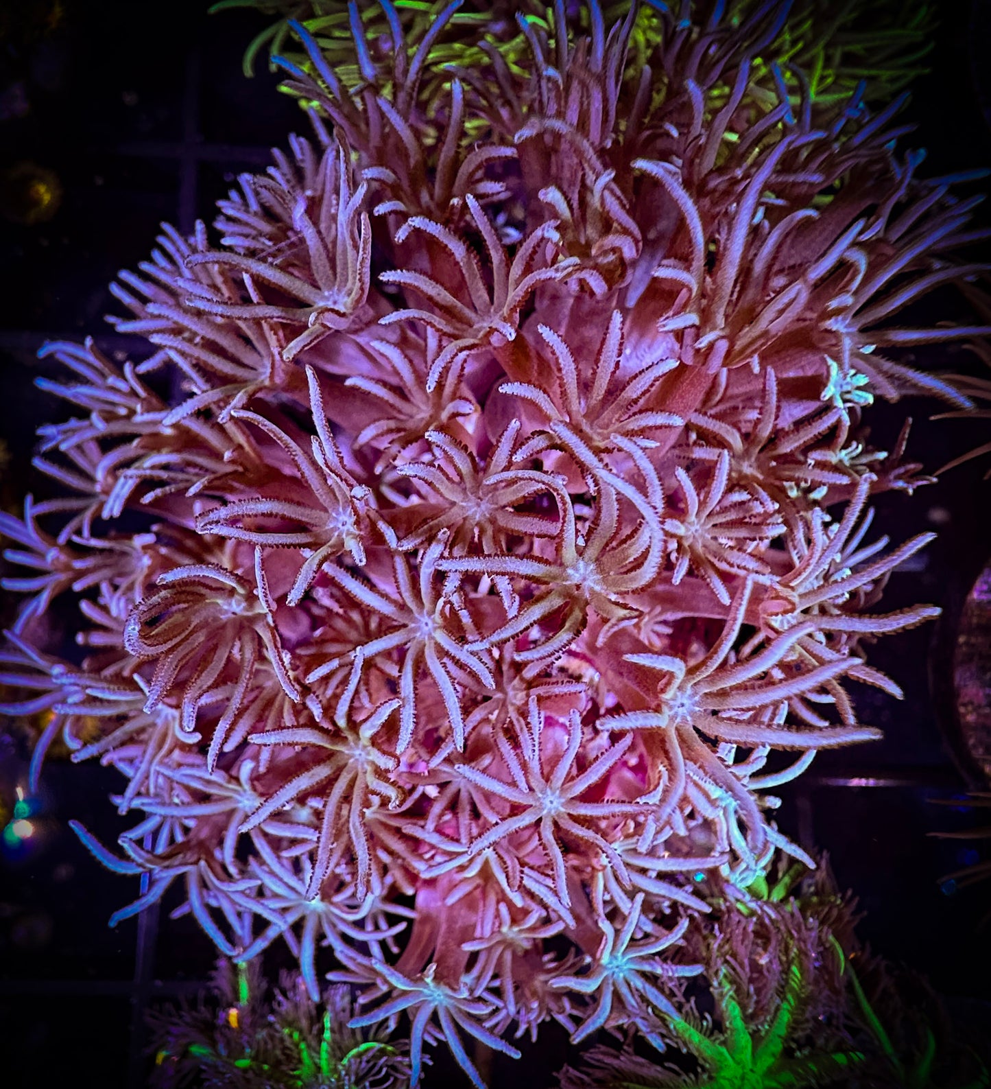 WYSIWYG Sky Blue Pipe Organ coral 03A3