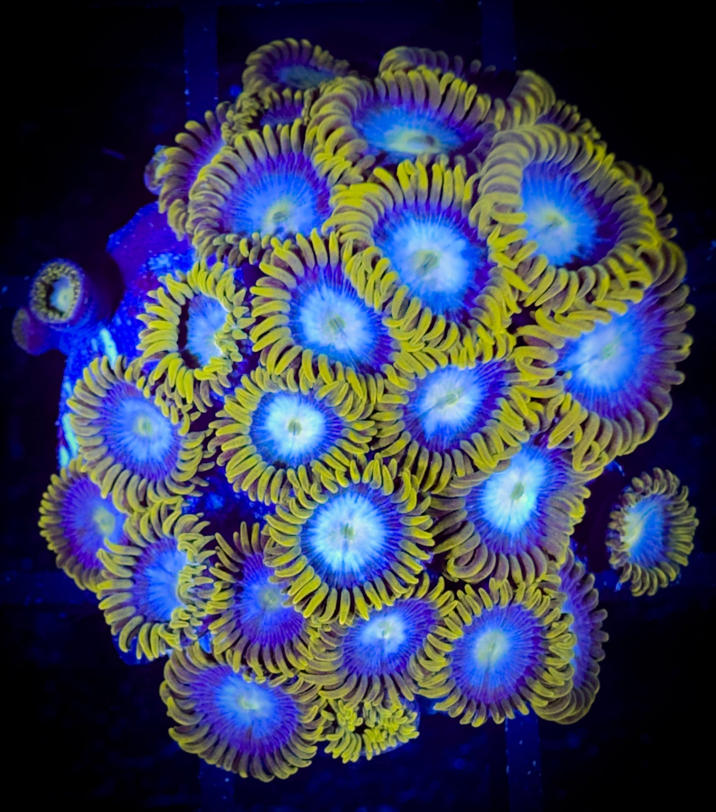 WYSIWYG Jeffery's Robin Eggs Zoanthids Colony 18C1