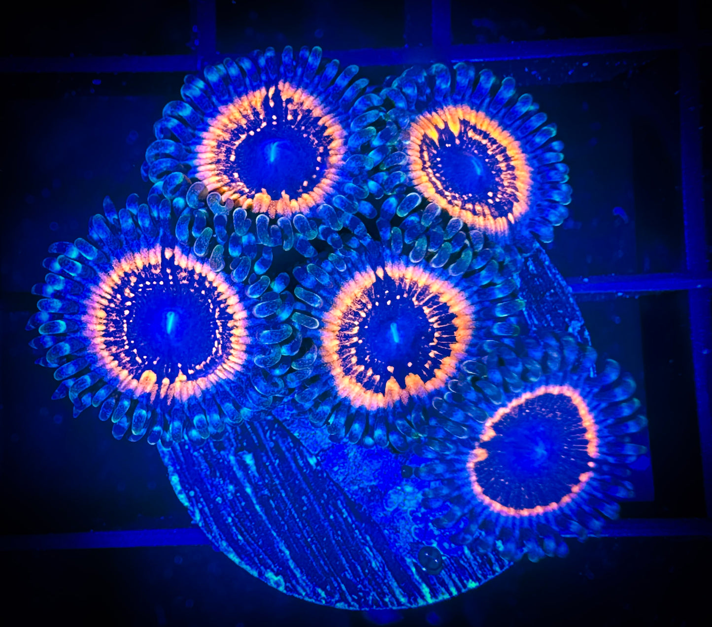 WYSIWYG Armor of God Zoanthids Frag 18D1