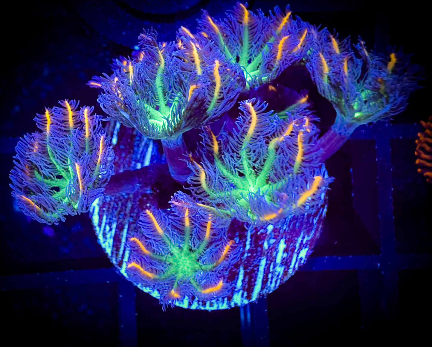 WYSIWYG Fireworks Clove Polyps Frag 18E1