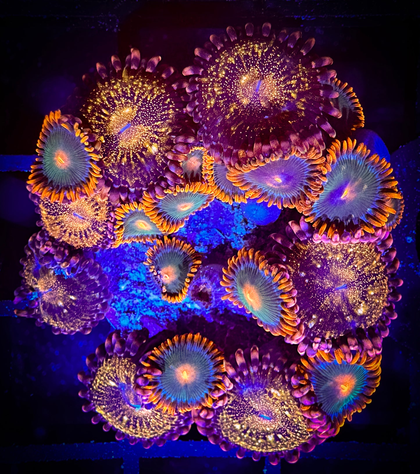 WYSIWYG Cornbread Rockstars and Pandora Zoanthids Combo 16B4