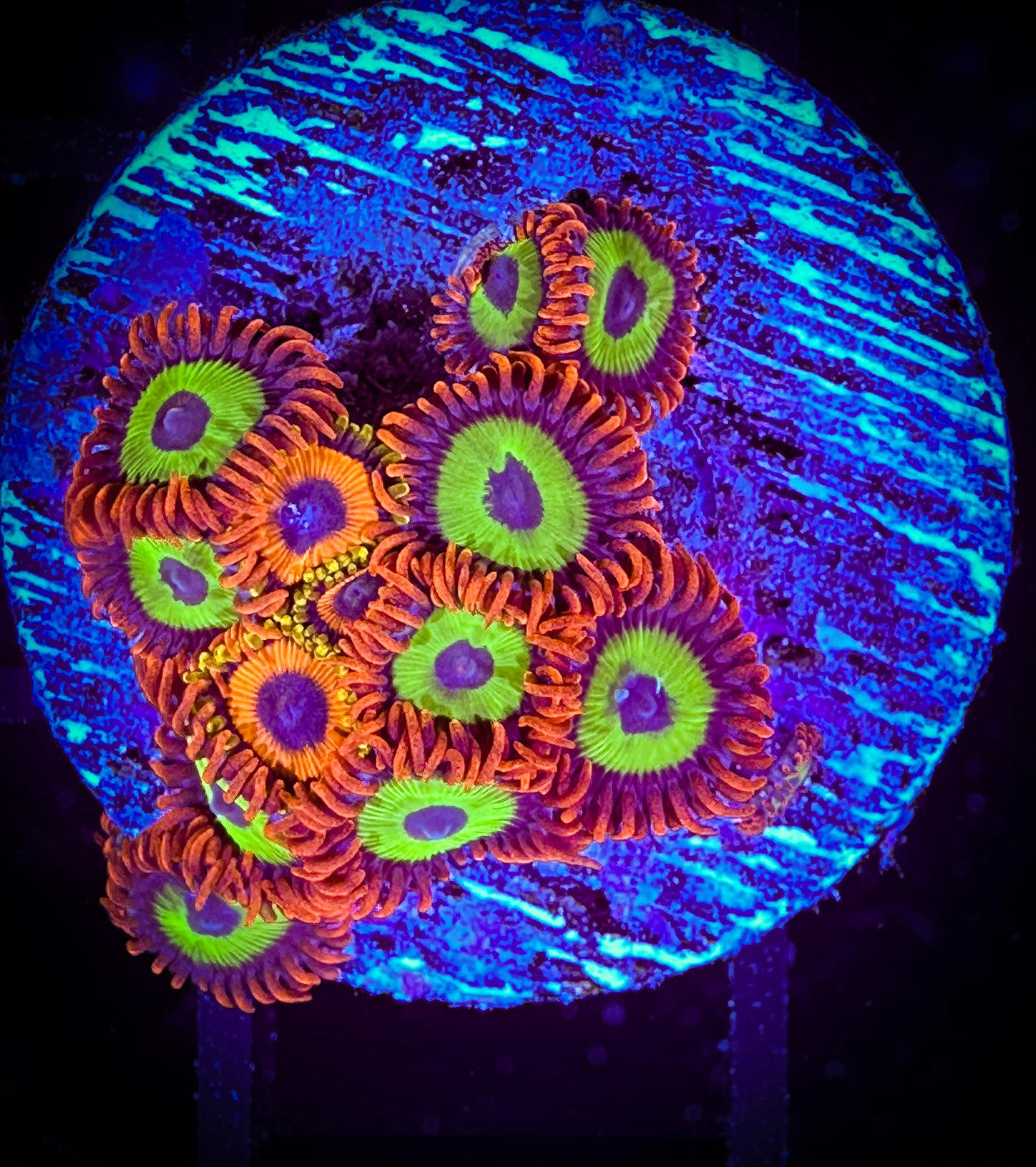 WYSIWYG JF Jungle Juice and Emeralds on Fire Small Frag 16A2