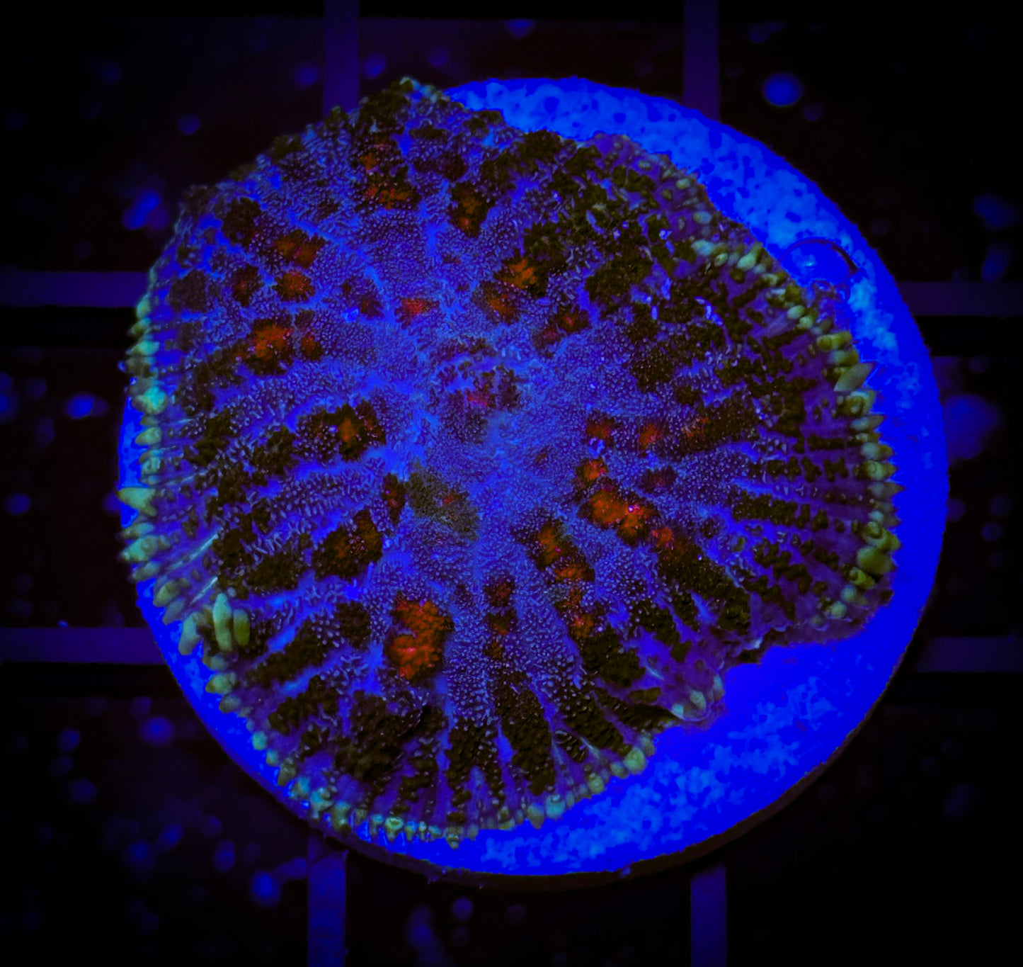WYWIWYG Blown Glass Mushroom