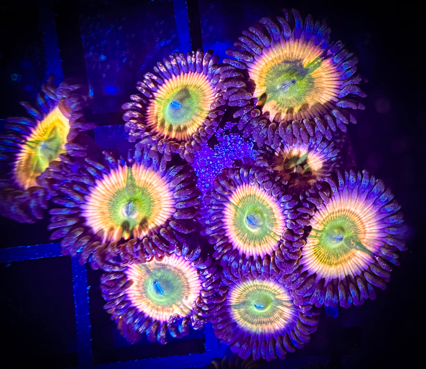 WYSIWYG Cornbread Rainbow Infusions 17F3