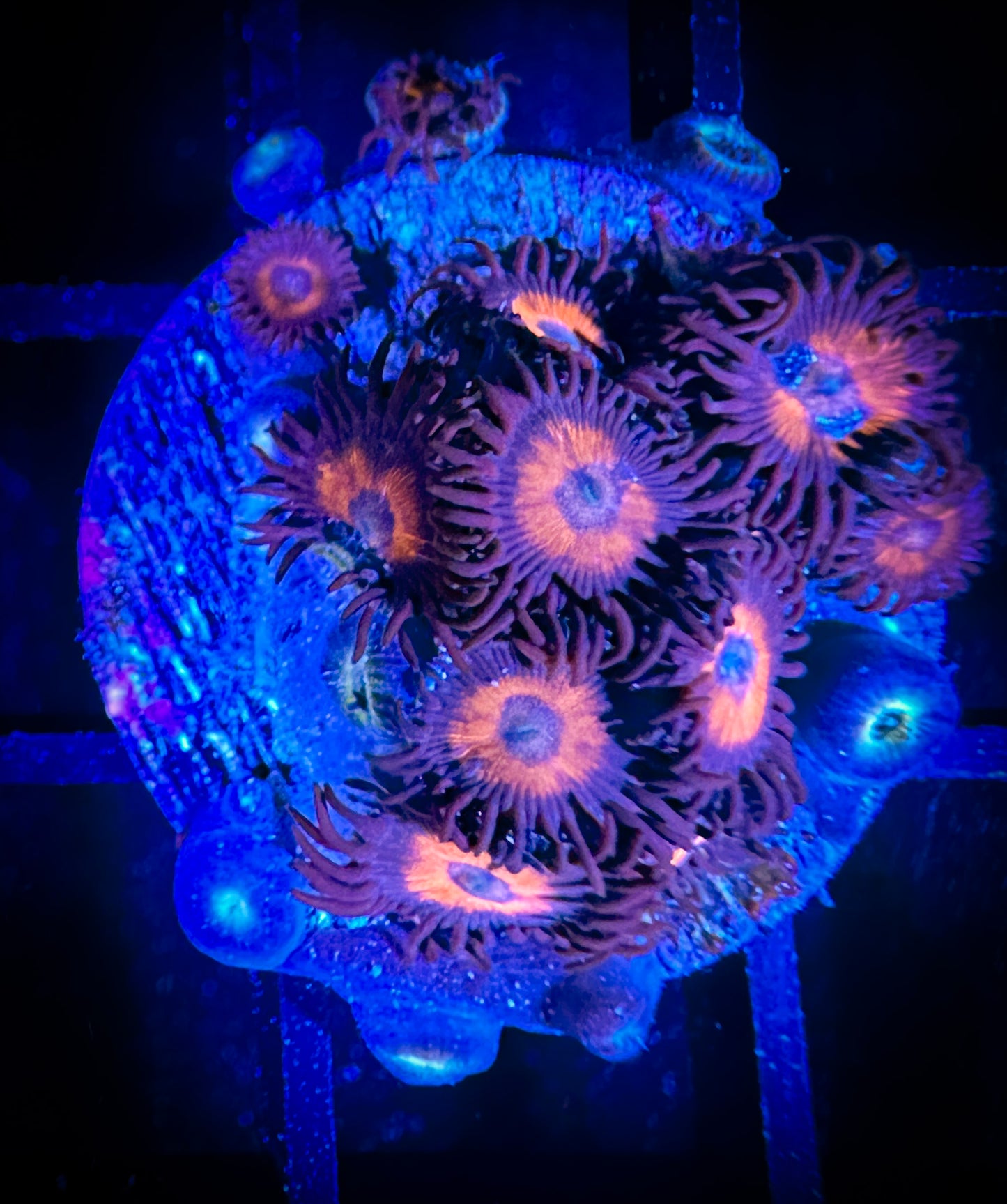 WYSIWYG Omega Red Zoanthids 15E1