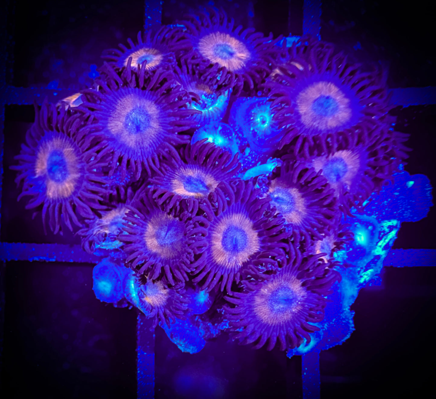 WYSIWYG Omega Red Zoanthids 15D4