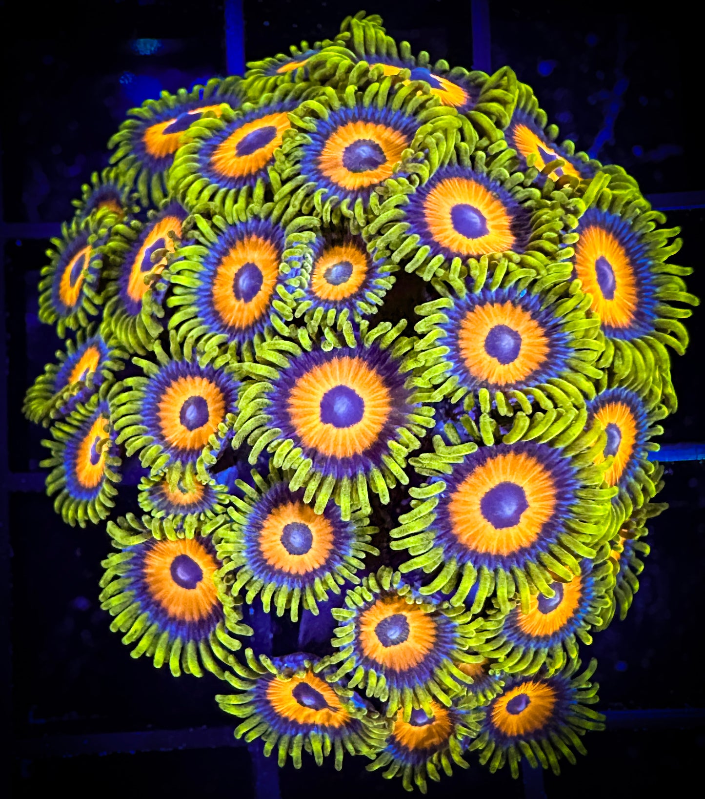 WYSIWYG Super Sunflower Zoanthids Mini Colony 17B3