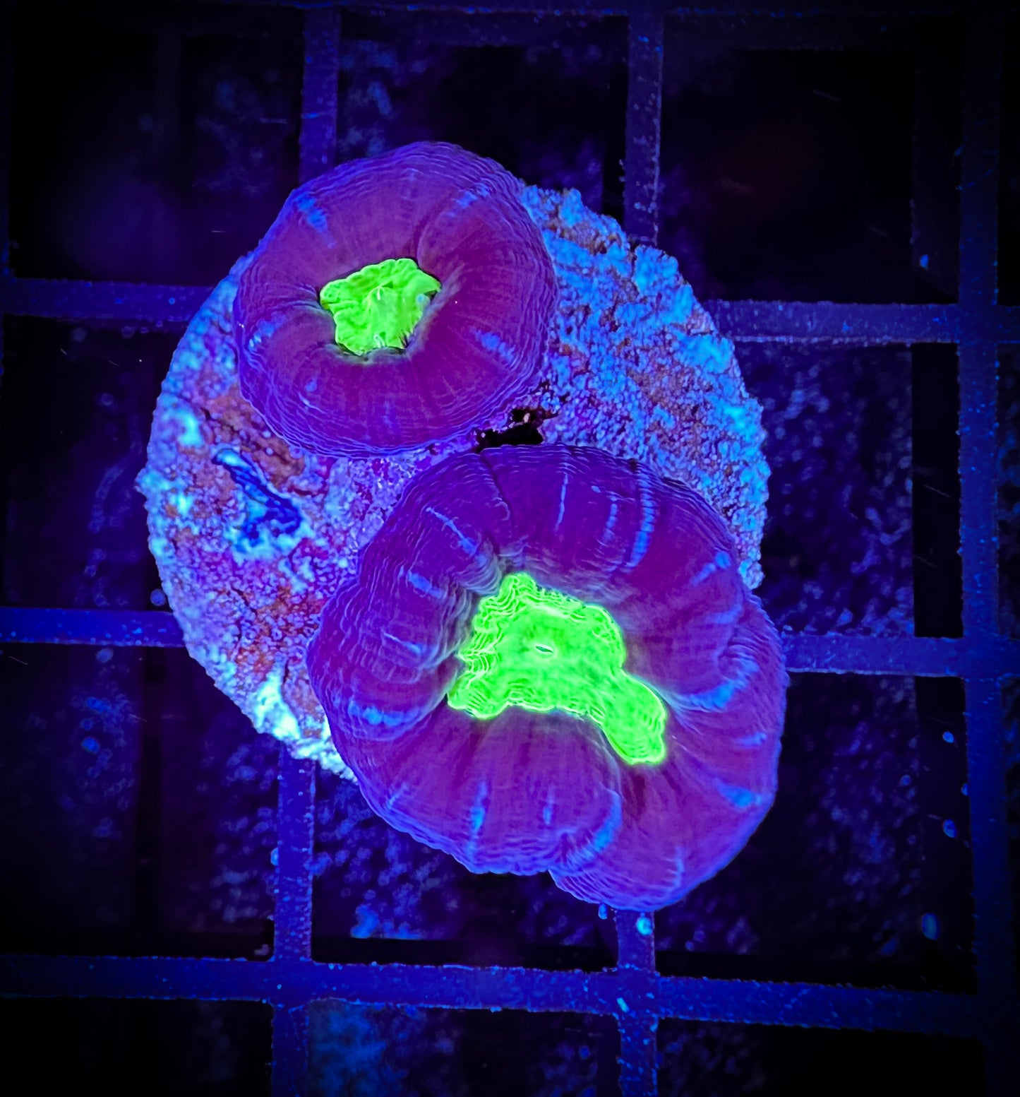 WYSIWYG Classic, Alien Eye Candy Cane 06F3